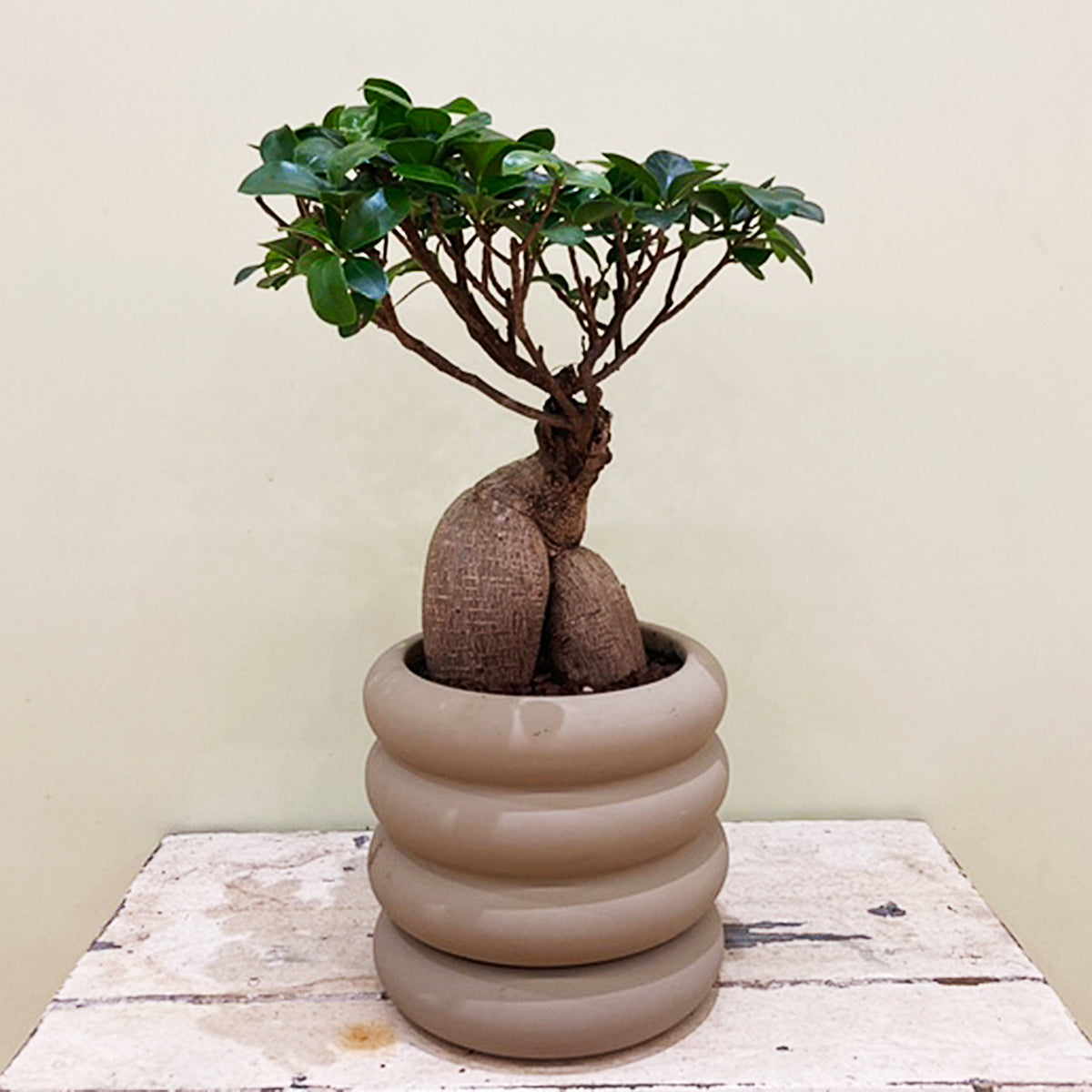 人参ガジュマル】中型|観葉植物 (陶器鉢付) – hanna 人参ガジュマル】中型|観葉植物 (陶器鉢付) – hanna