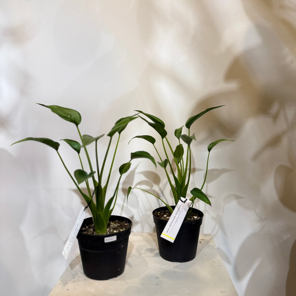【レア品種】アロカシア・タイニーダンサー|3.5号サイズ|観葉植物