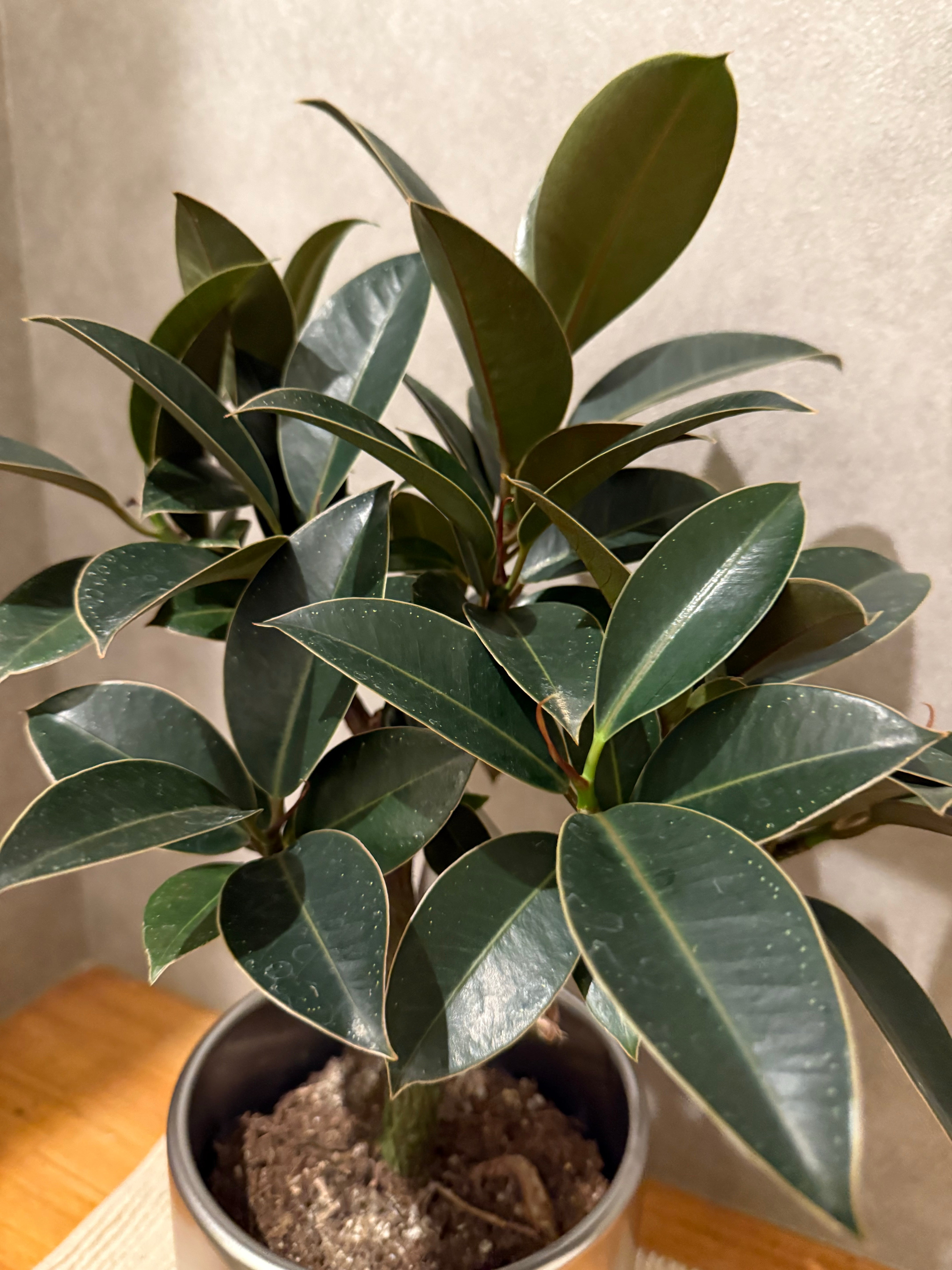 フィカス】メラニー｜5号サイズ｜観葉植物 – hanna