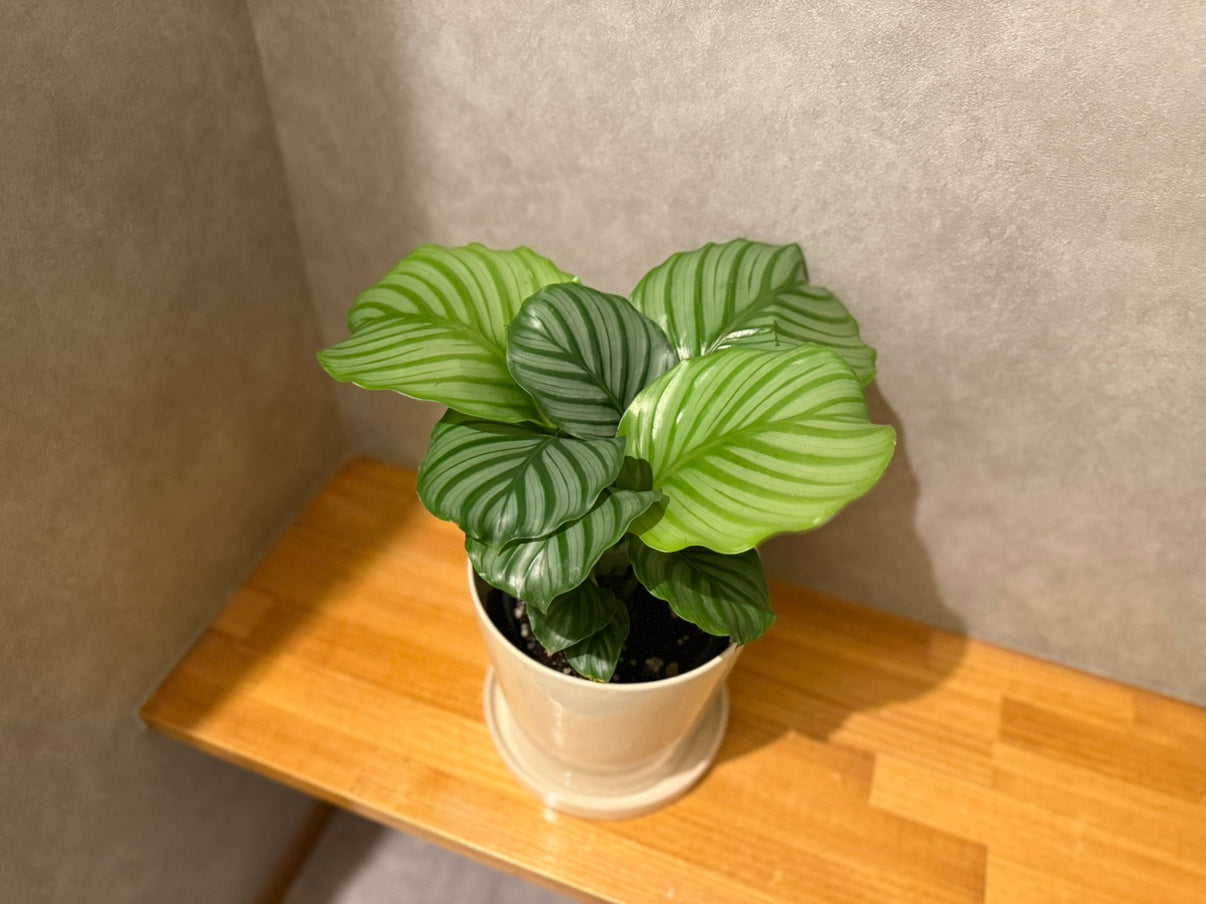 【カラテア・オルビフォリア】5号鉢|観葉植物