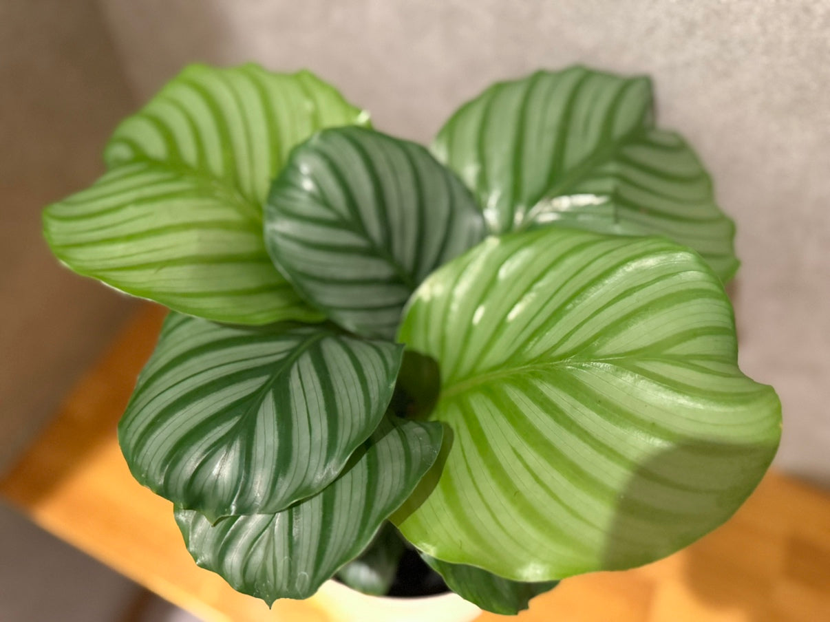【カラテア・オルビフォリア】5号鉢|観葉植物