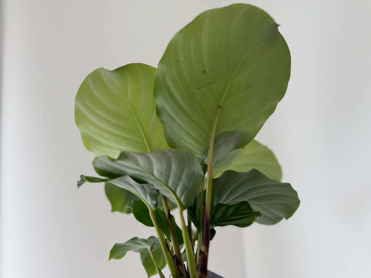 【カラテア・オルビフォリア】5号鉢|観葉植物