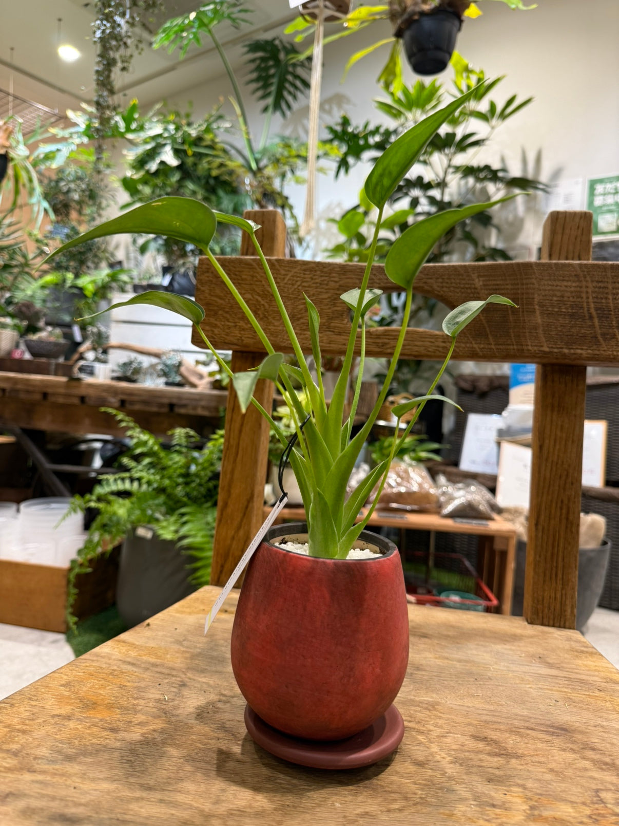 【レア品種】アロカシア・タイニーダンサー|陶器鉢付|観葉植物