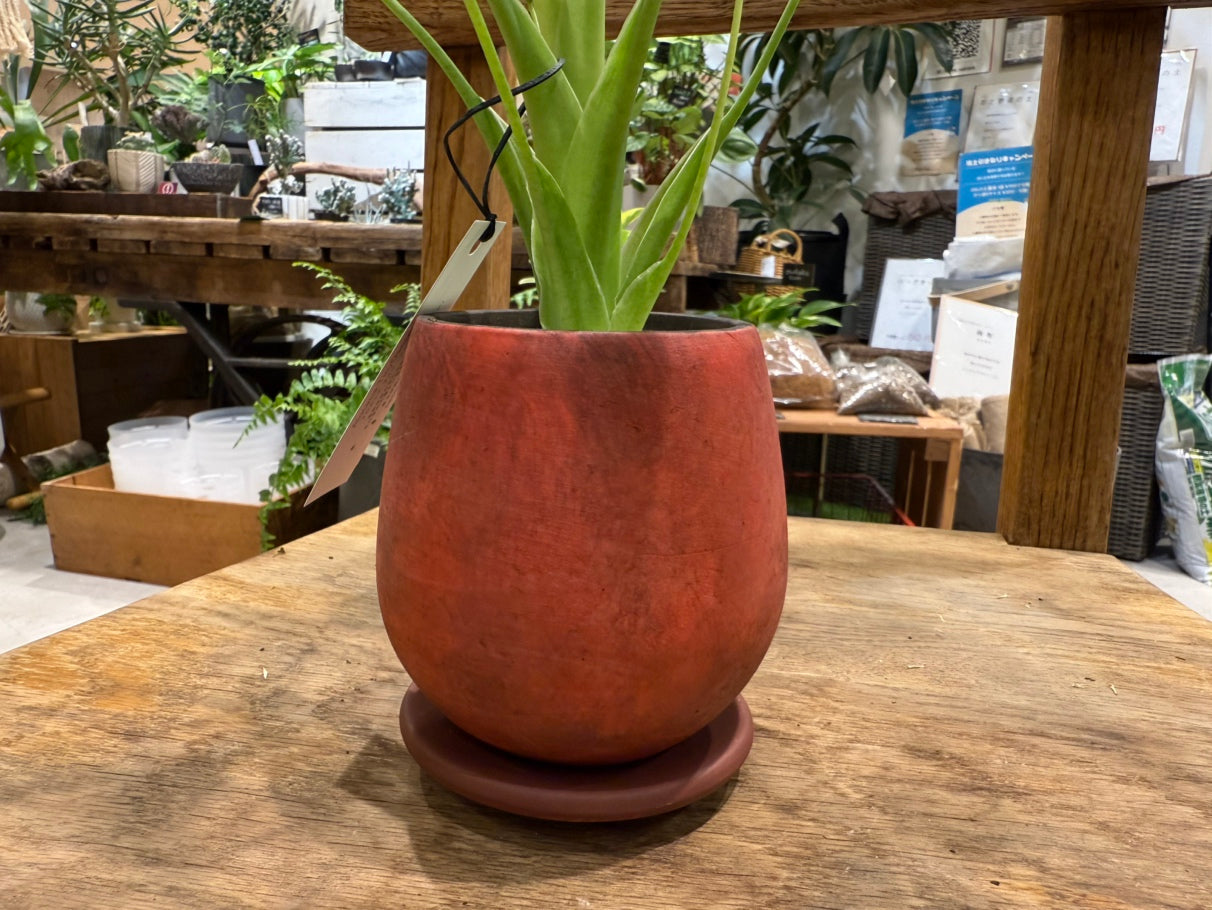 【レア品種】アロカシア・タイニーダンサー|陶器鉢付|観葉植物