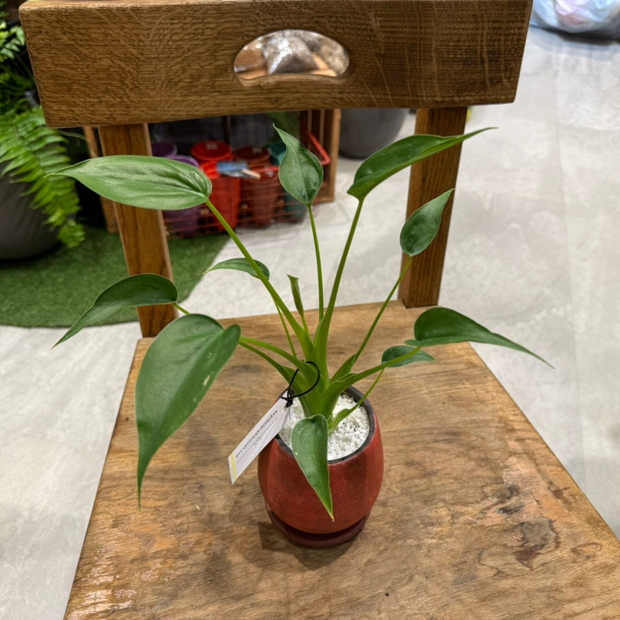 レア品種】アロカシア・タイニーダンサー｜陶器鉢付｜観葉植物 – hanna