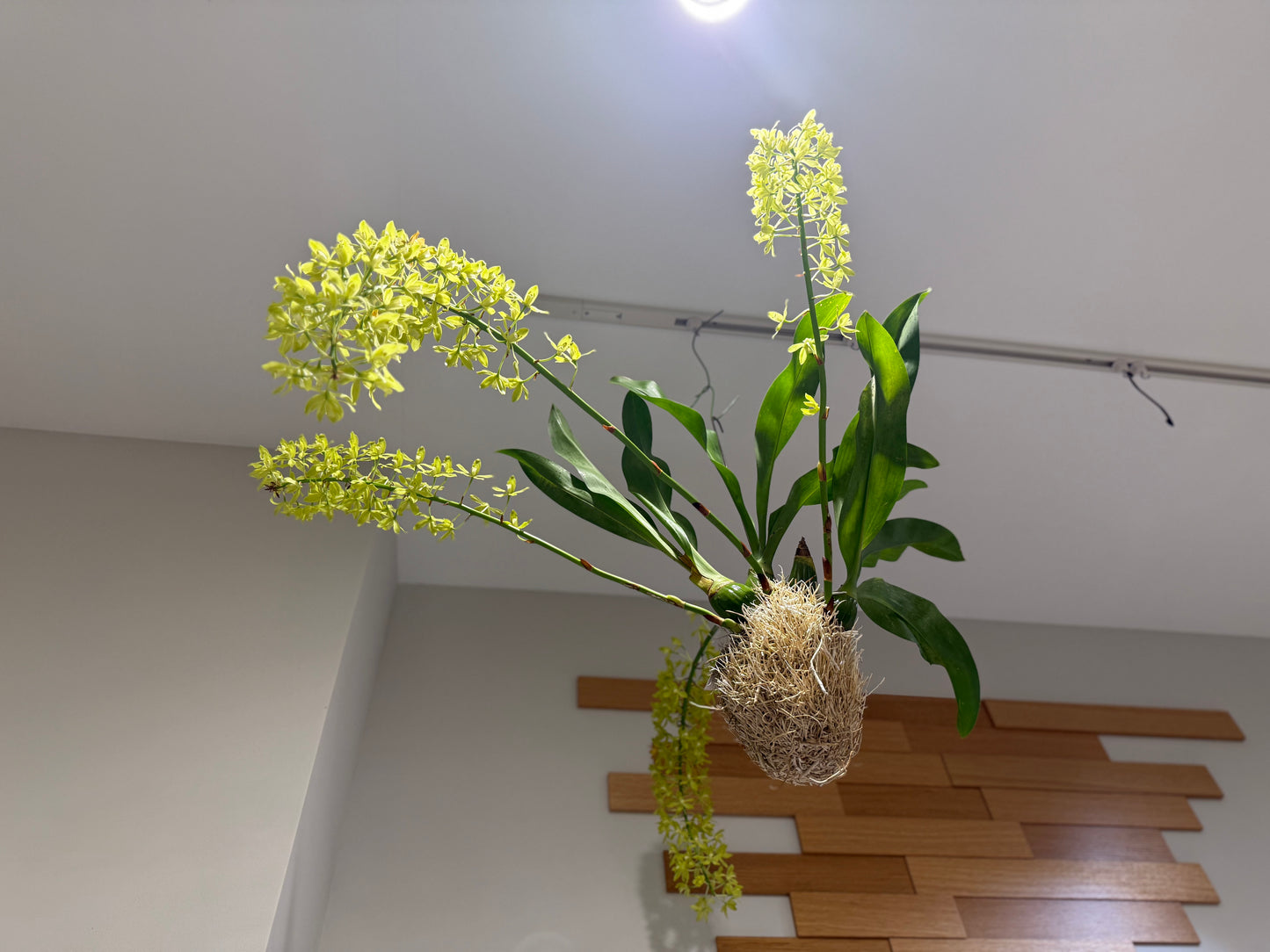 【グラマトフィラム】「根を楽しむ」"もじゃマトフィラム"|観葉植物