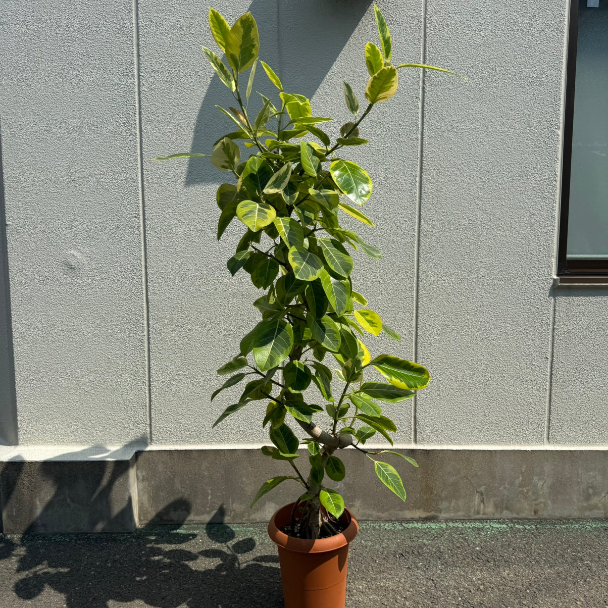 フィカス　アルテシマ3 フィカス アルテシーマ 3本立ち | 観葉植物 | インテリアや