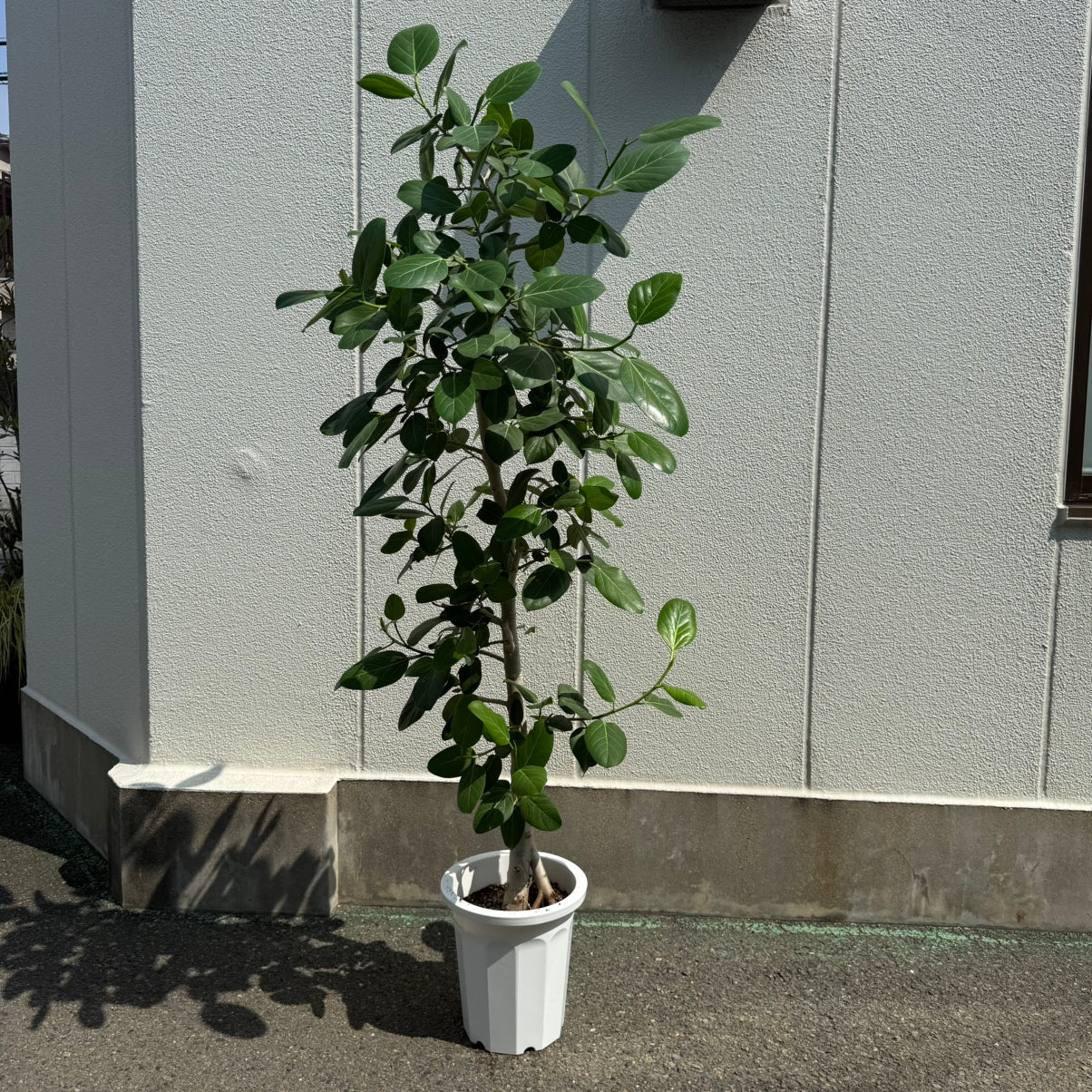 ベンガルゴム】観葉植物通販｜Lサイズ – hanna