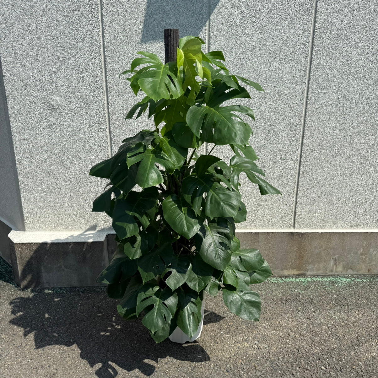 モンステラ】観葉植物通販｜大型サイズ – hanna
