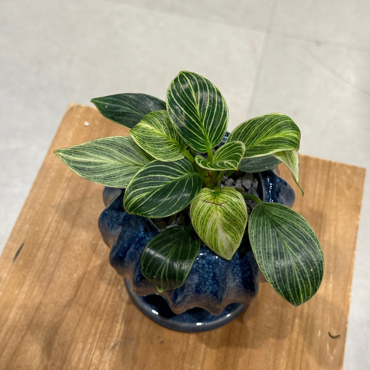 【フィロデンドロン・バーキン・ミニ】陶器鉢付|小型|観葉植物