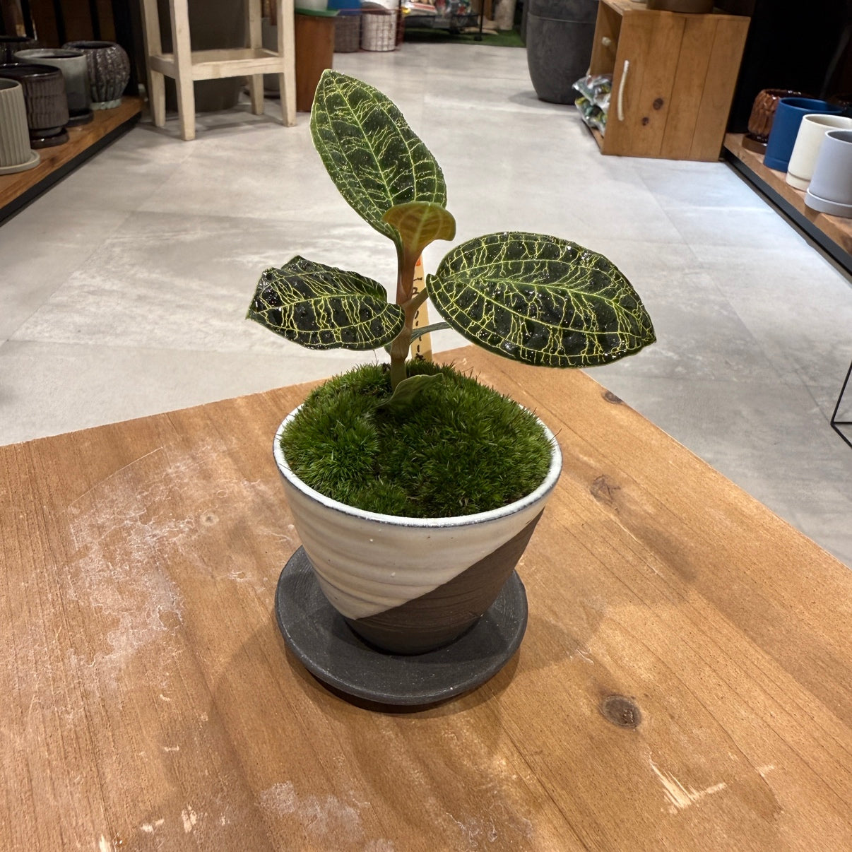 【ミニ盆栽】ジュエルオーキッド|Sサイズ|観葉植物