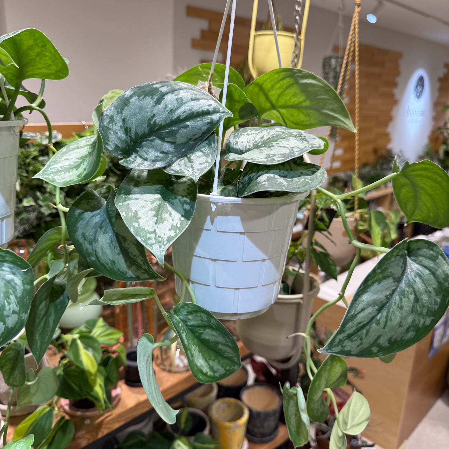 【スキンダプサス・トレビー】吊り鉢|観葉植物