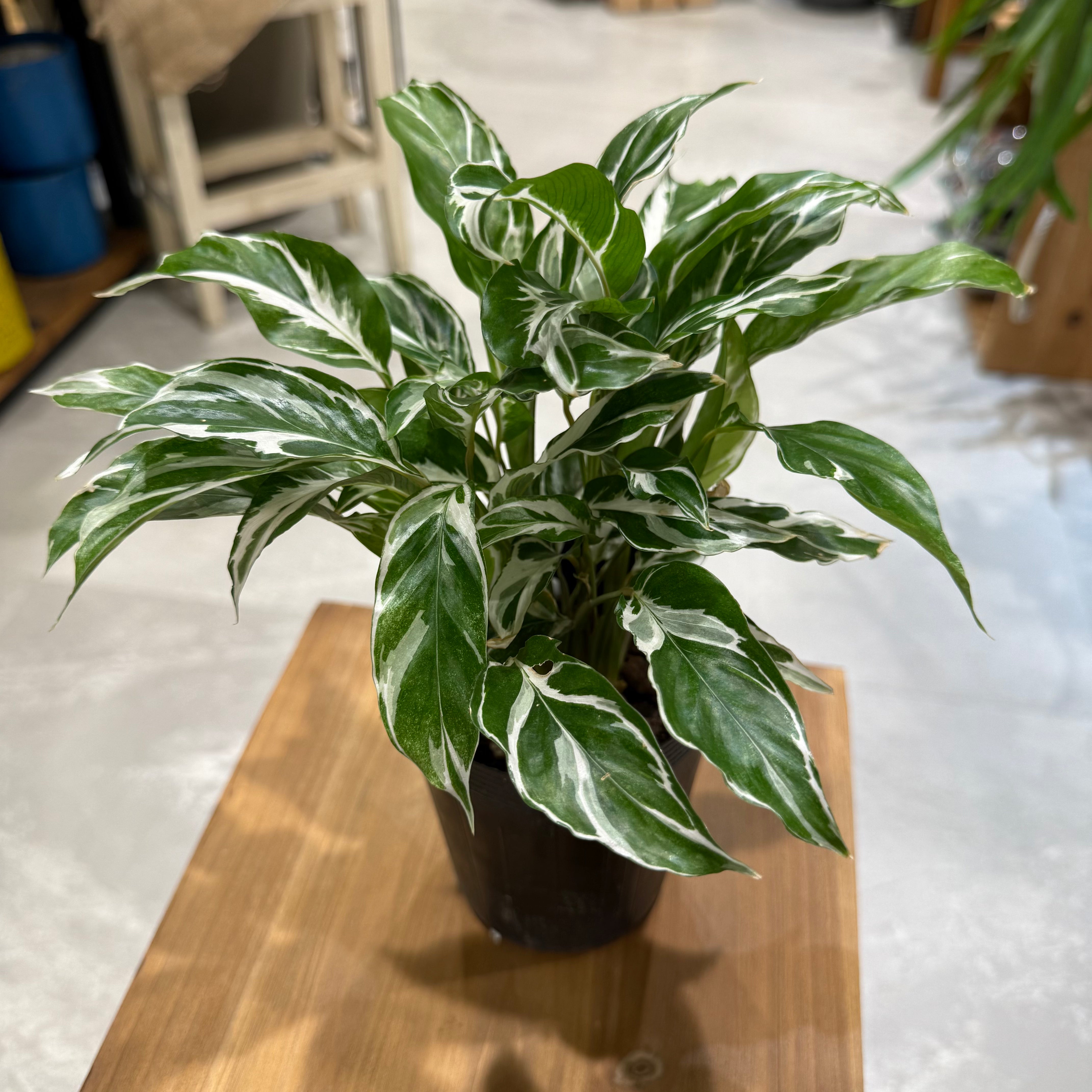 IMG_7624.heic?v=1759396891