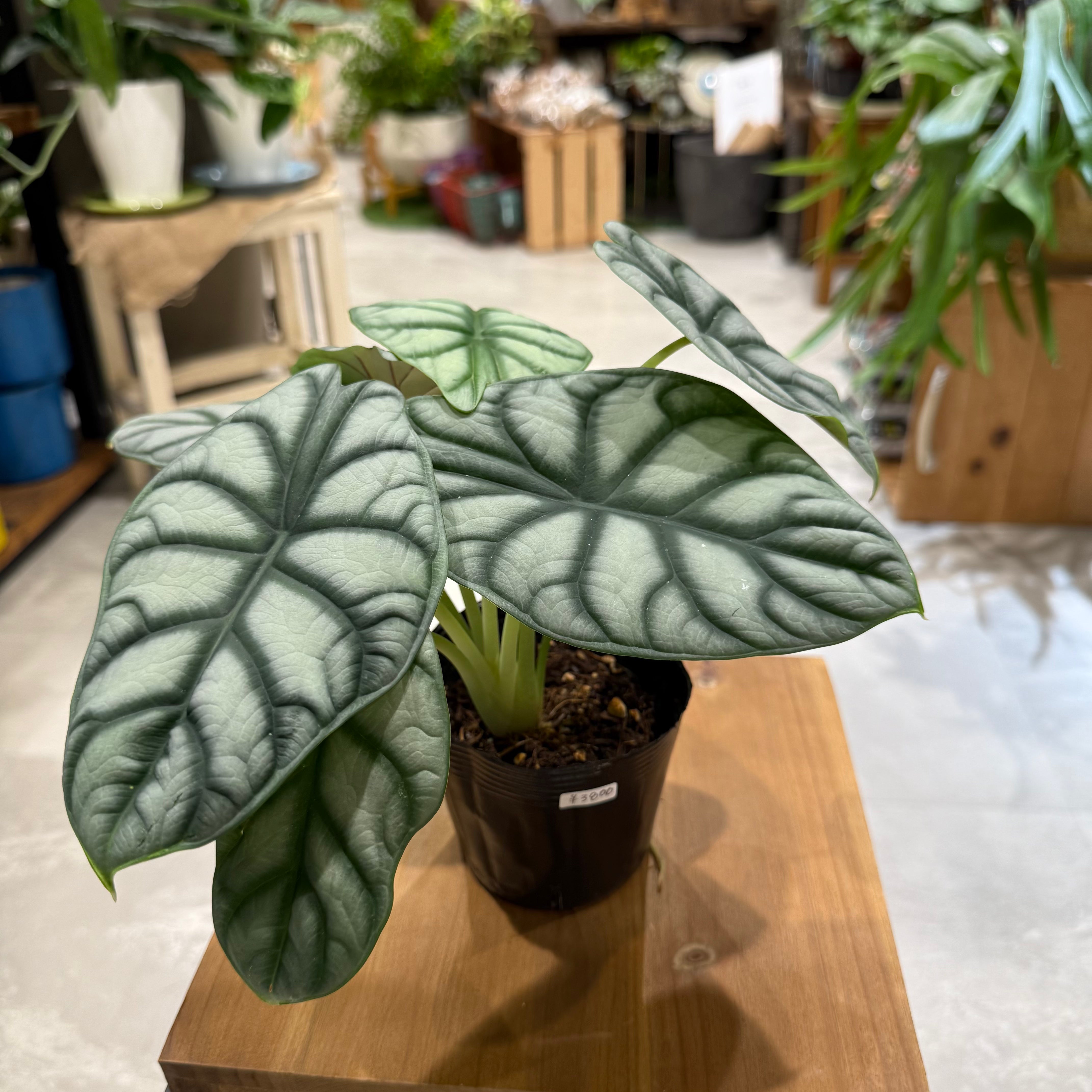 極斑 アロカシア シルバードラゴン アルボ レア品種】アロカシア・シルバードラゴン|観葉植物 – hanna