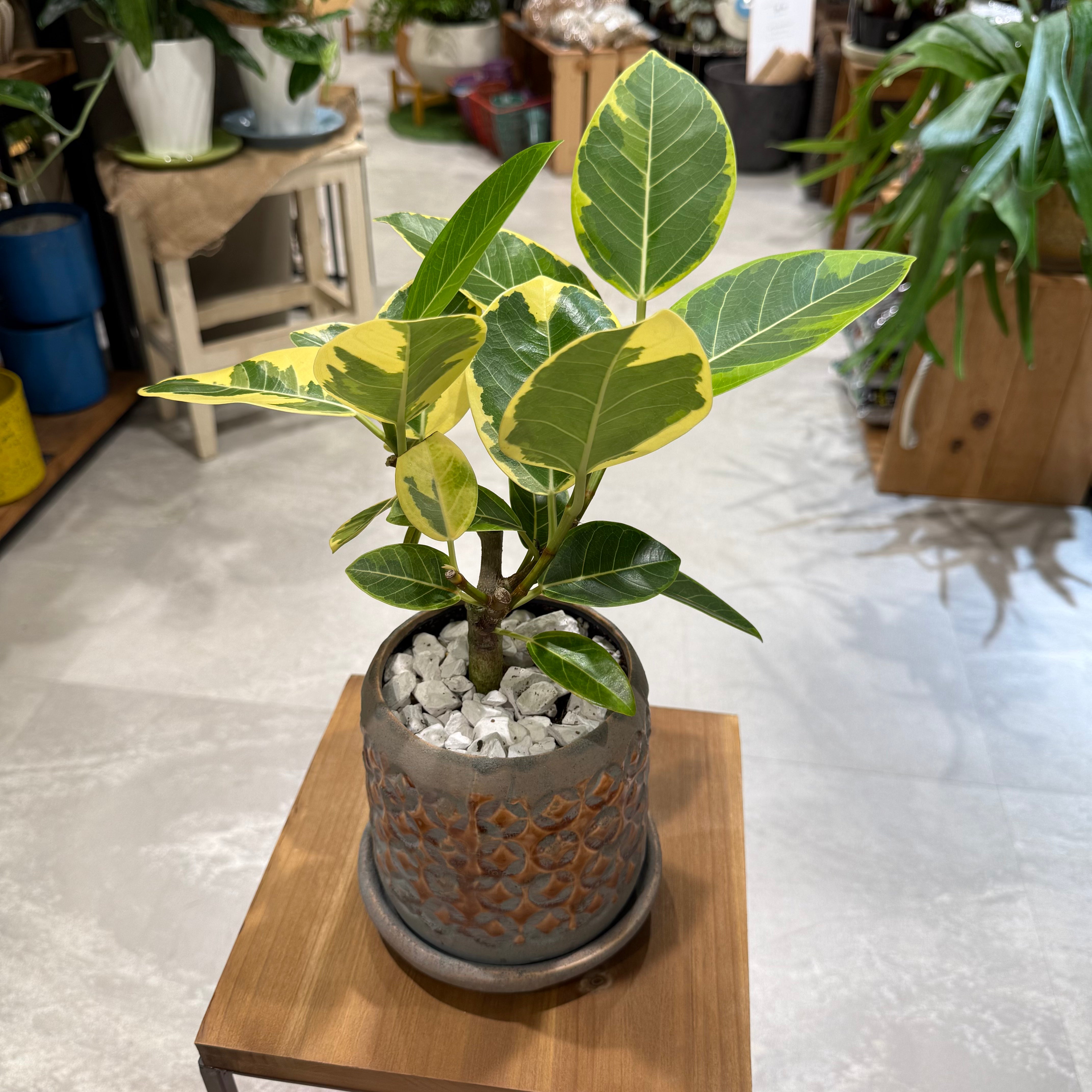 フィカス】アルテシマ｜陶器鉢付｜観葉植物 – hanna