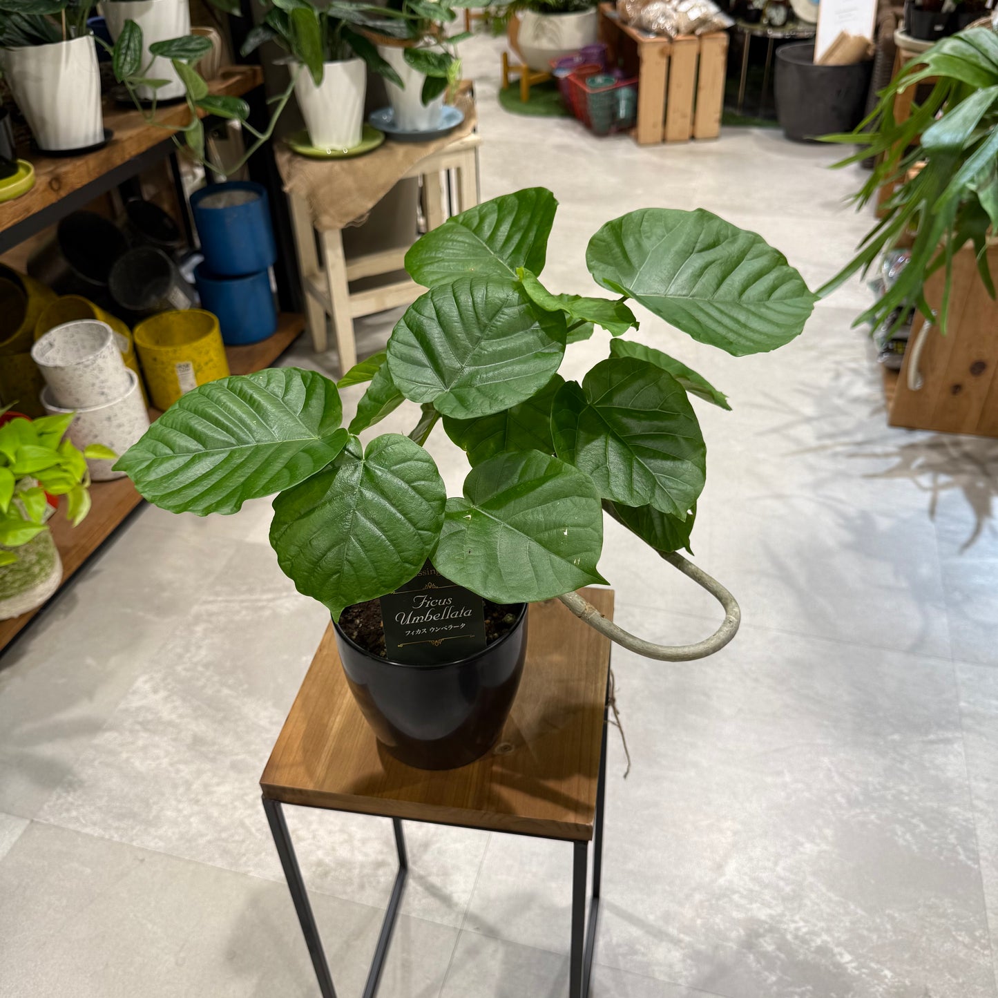 【すごい曲がり!】フィカス・ウンベラータ|5号サイズ|観葉植物