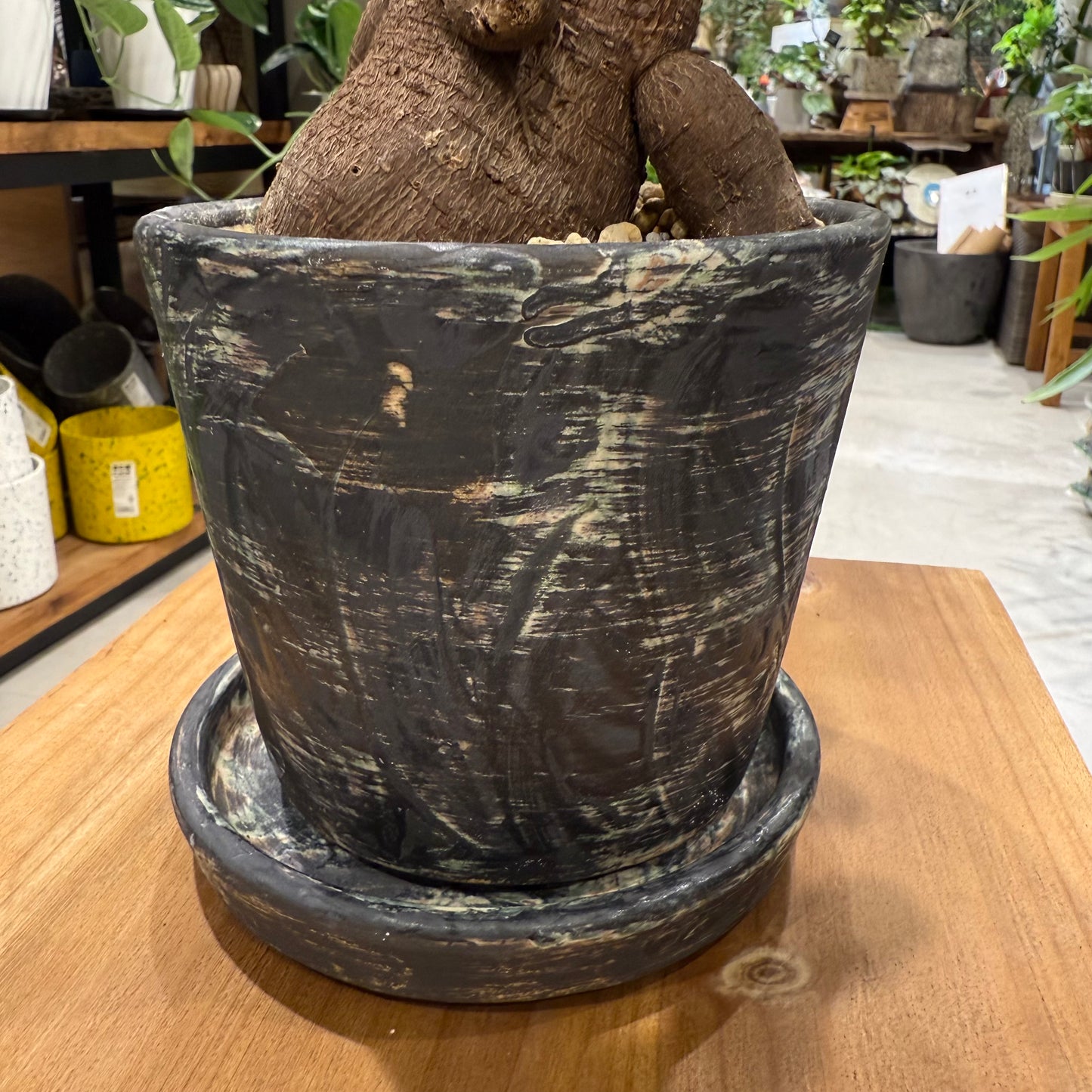 【人気NO1】人参ガジュマル|観葉植物 (陶器鉢付)