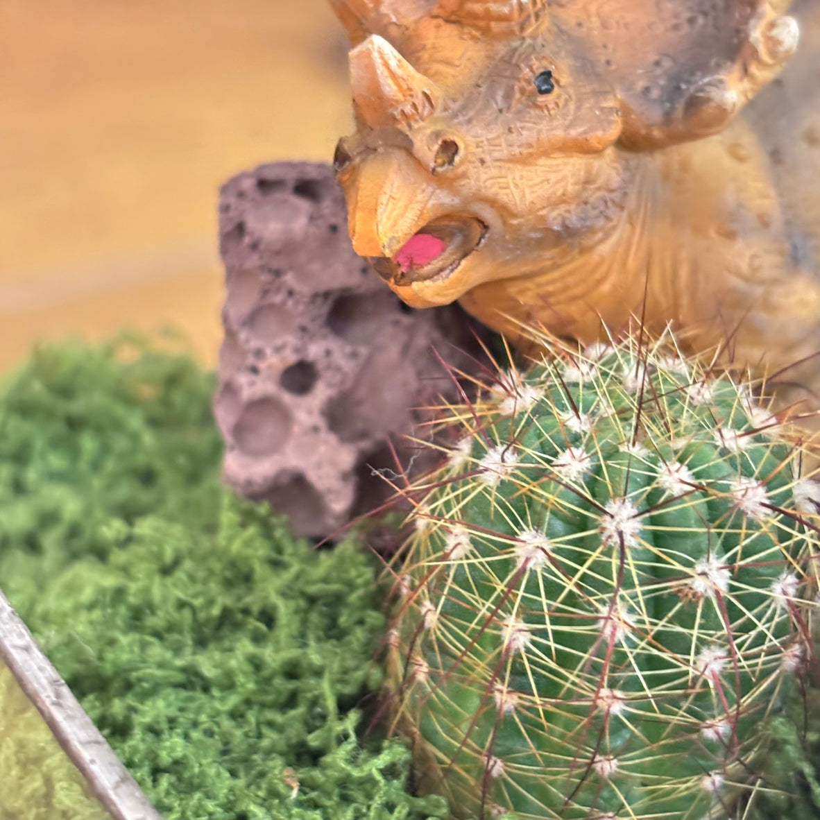 【SALE】アニマル寄植えサボテンB|観葉植物