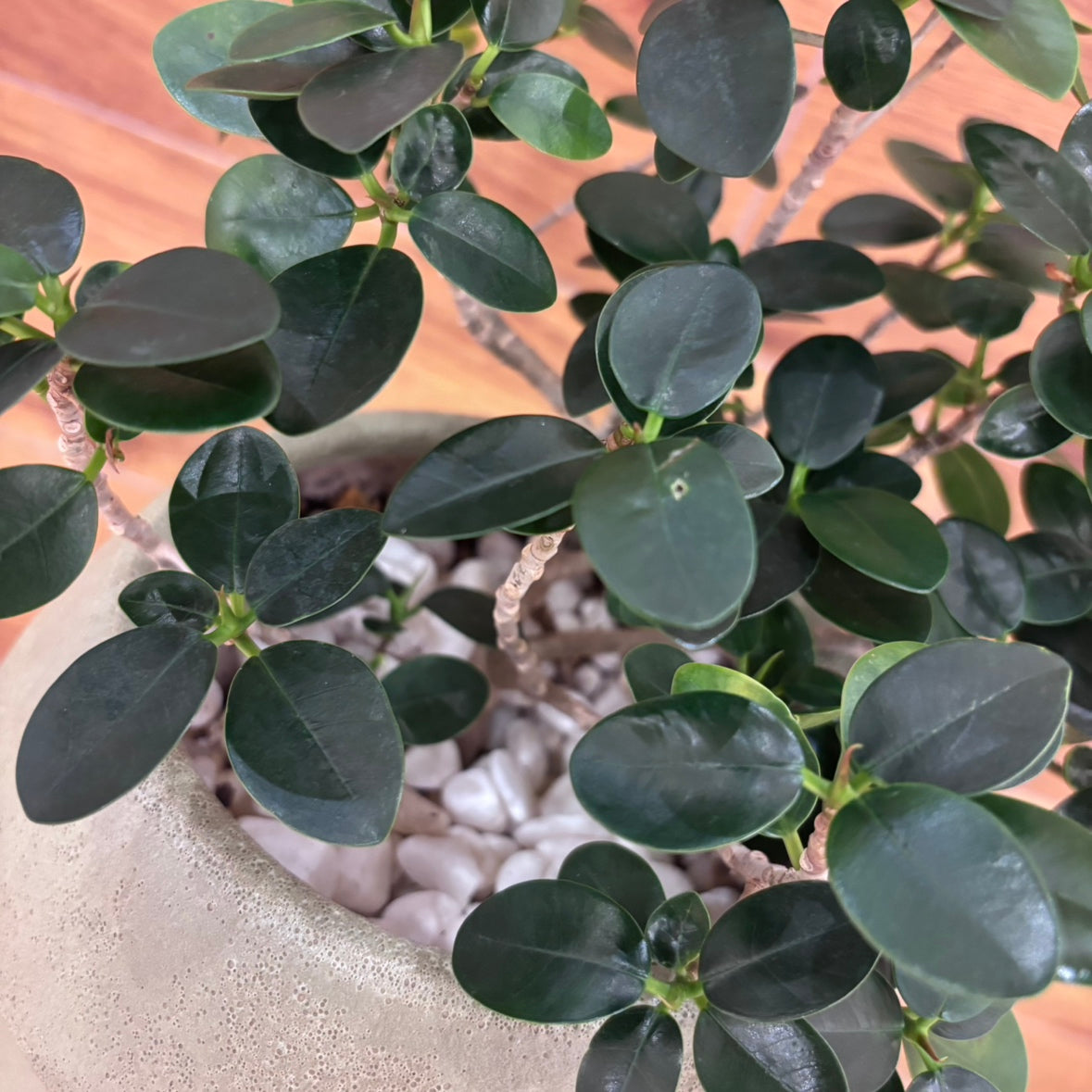 【ガジュマル】観葉植物 (陶器鉢付き)