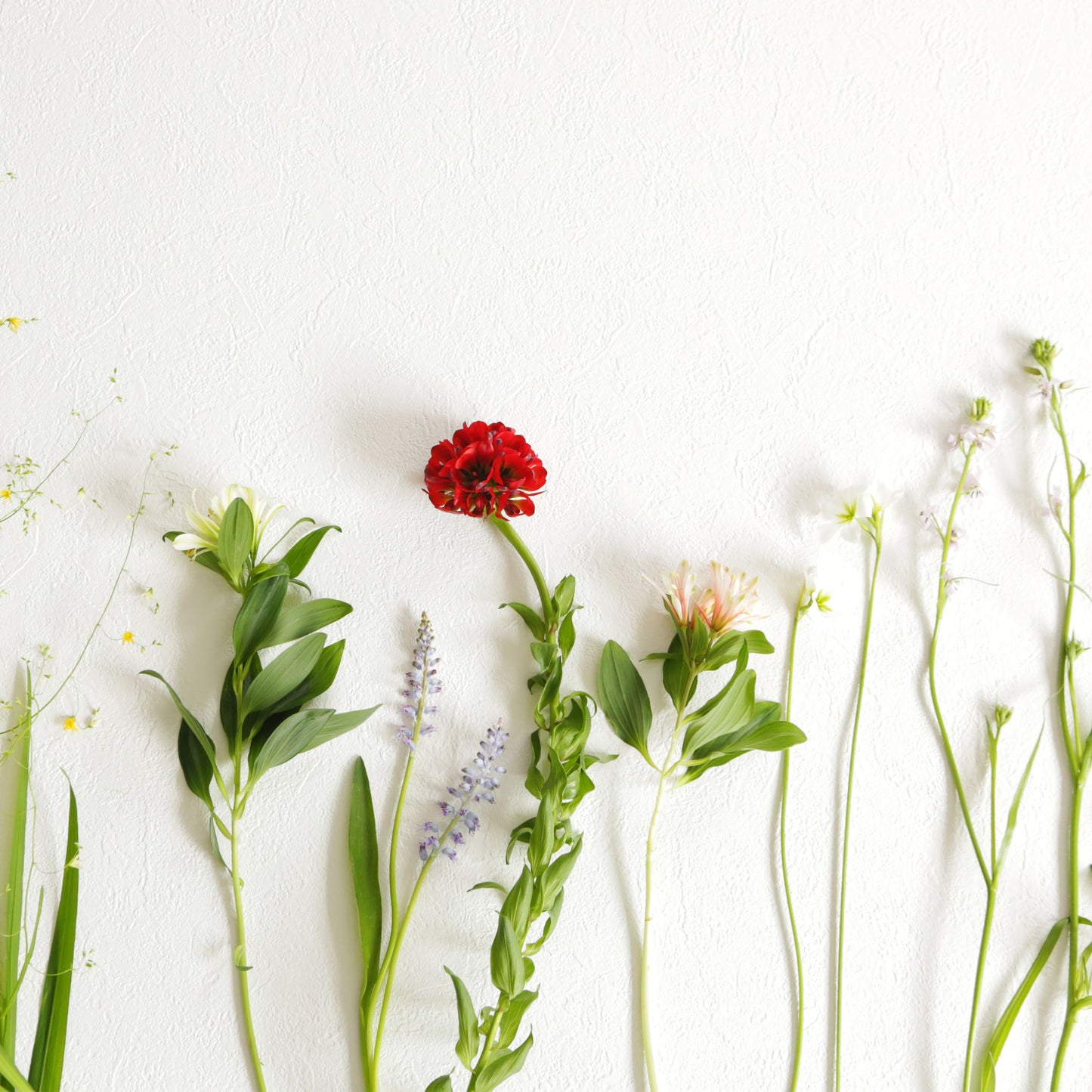 【季節のオーガニックフラワー】無農薬で栽培した季節のお花をお届けします《三宅花卉園さん》