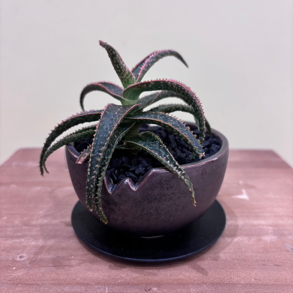 多肉植物】アロエ クリスマス・キャロル 陶器付き｜観葉植物 – hanna