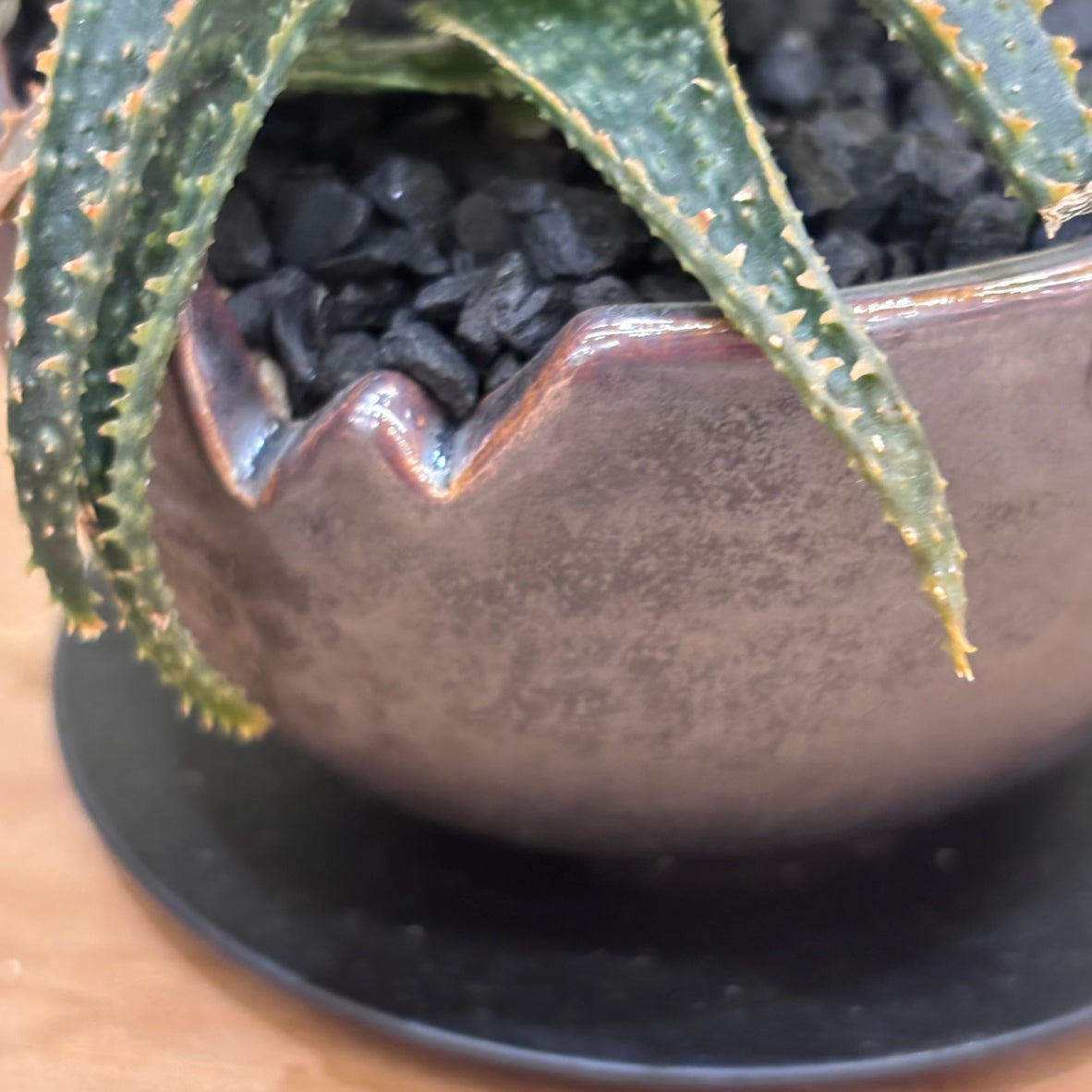 【多肉植物】アロエ クリスマス・キャロル 陶器付き|観葉植物