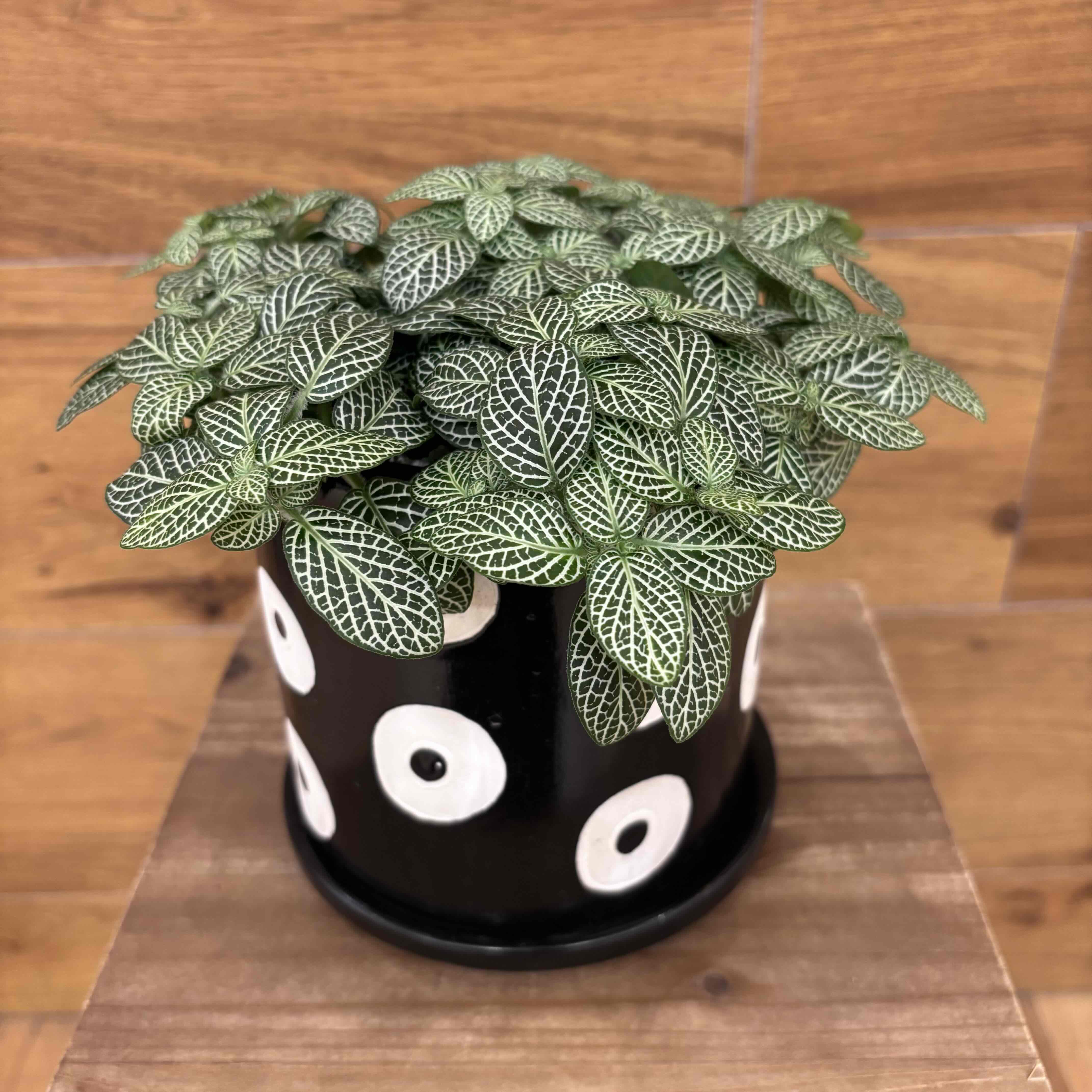 フィットニア】アミメグサ観葉植物 (陶器鉢付き) – hanna