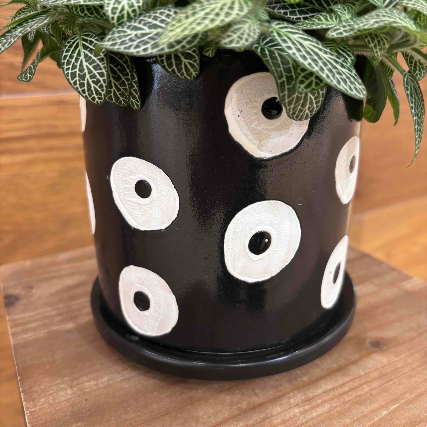 【フィットニア】アミメグサ観葉植物 (陶器鉢付き)