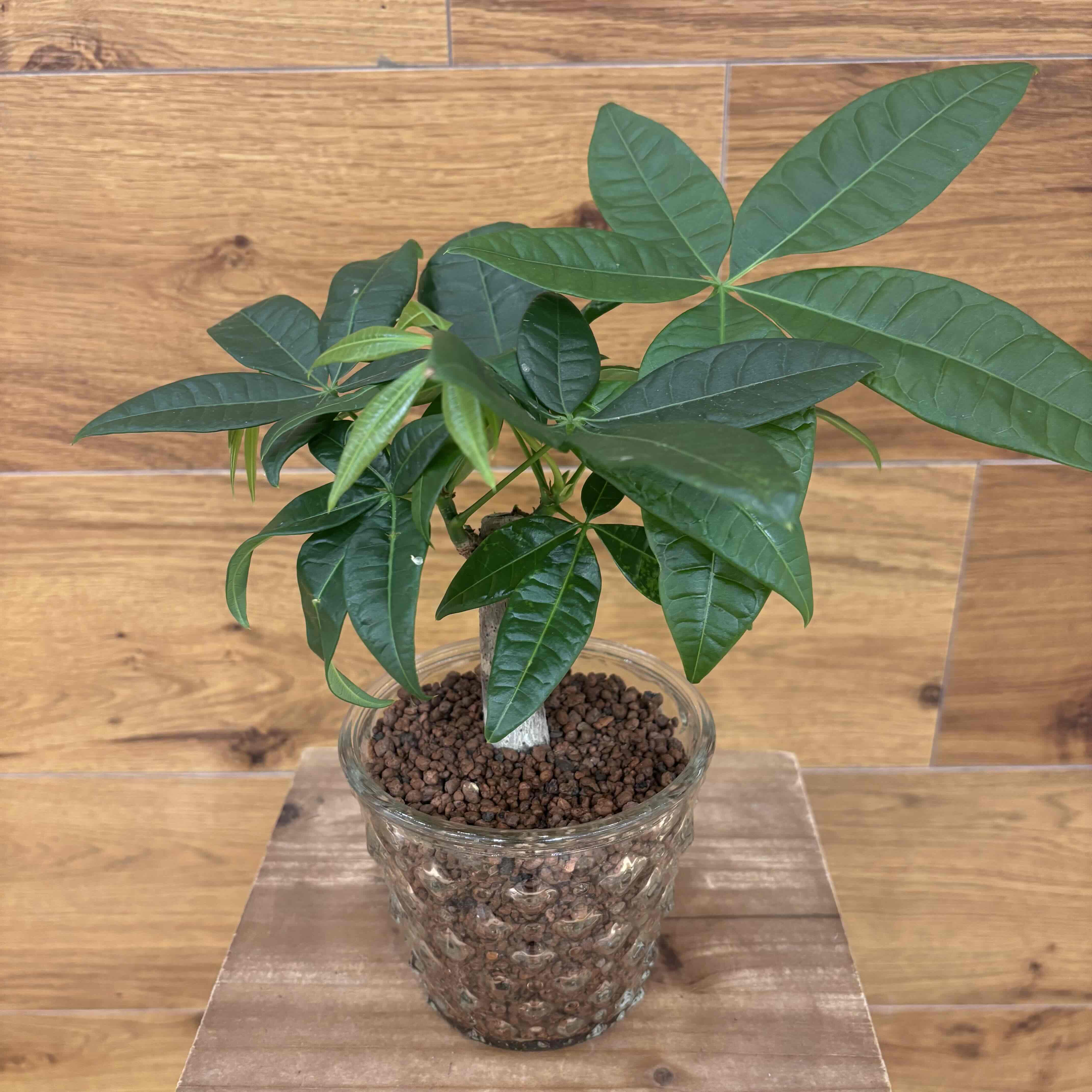 パキラ　ガラス細工　ミニチュア パキラ】観葉植物 (陶器鉢付き)｜観葉植物の通販サイト – hanna
