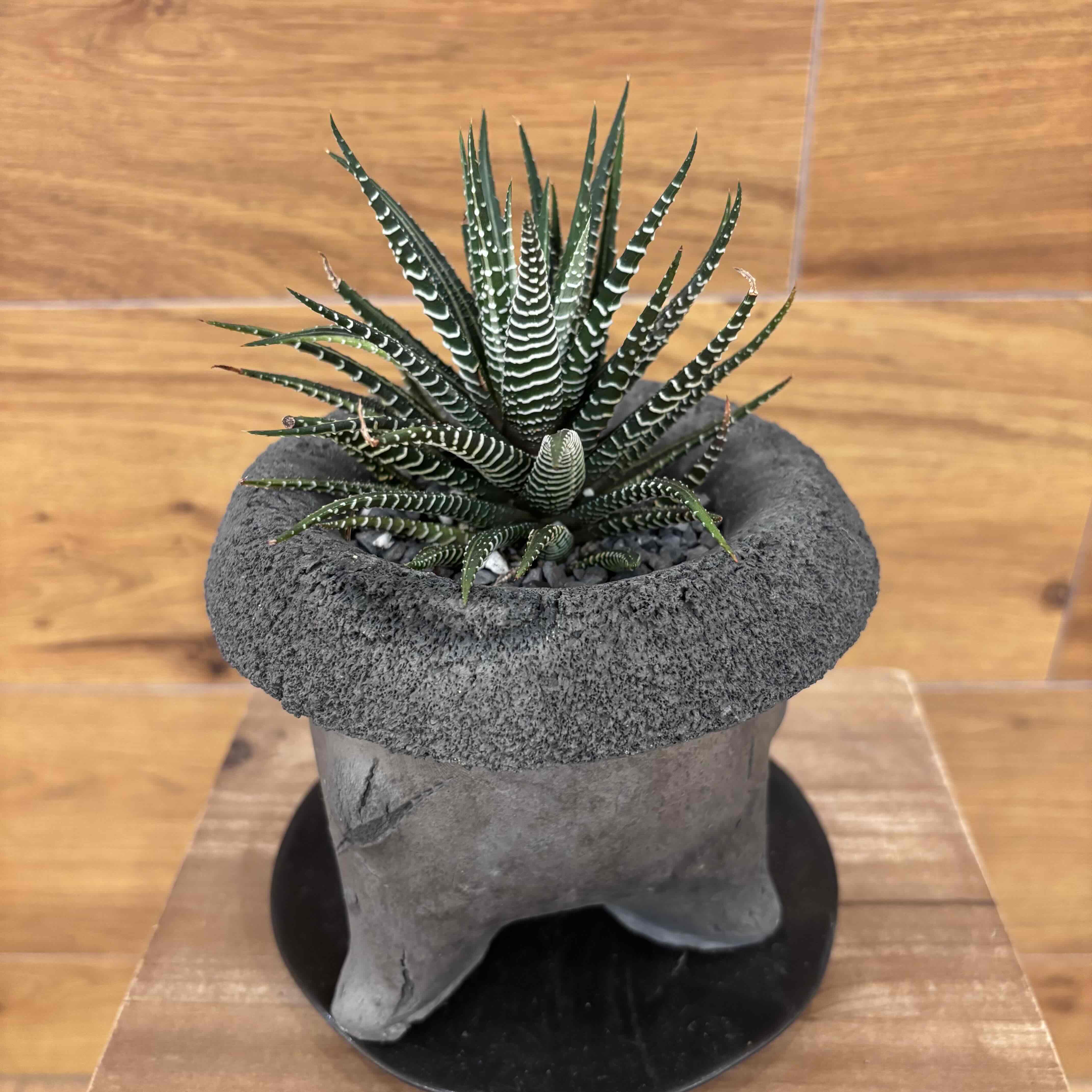 ハオルチア 十二の巻錦】観葉植物 (足付き陶器鉢) – hanna