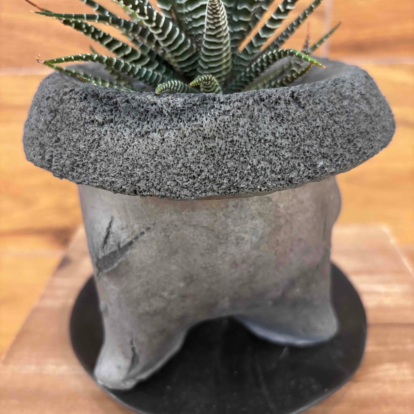 【ハオルチア 十二の巻錦】観葉植物 (足付き陶器鉢)