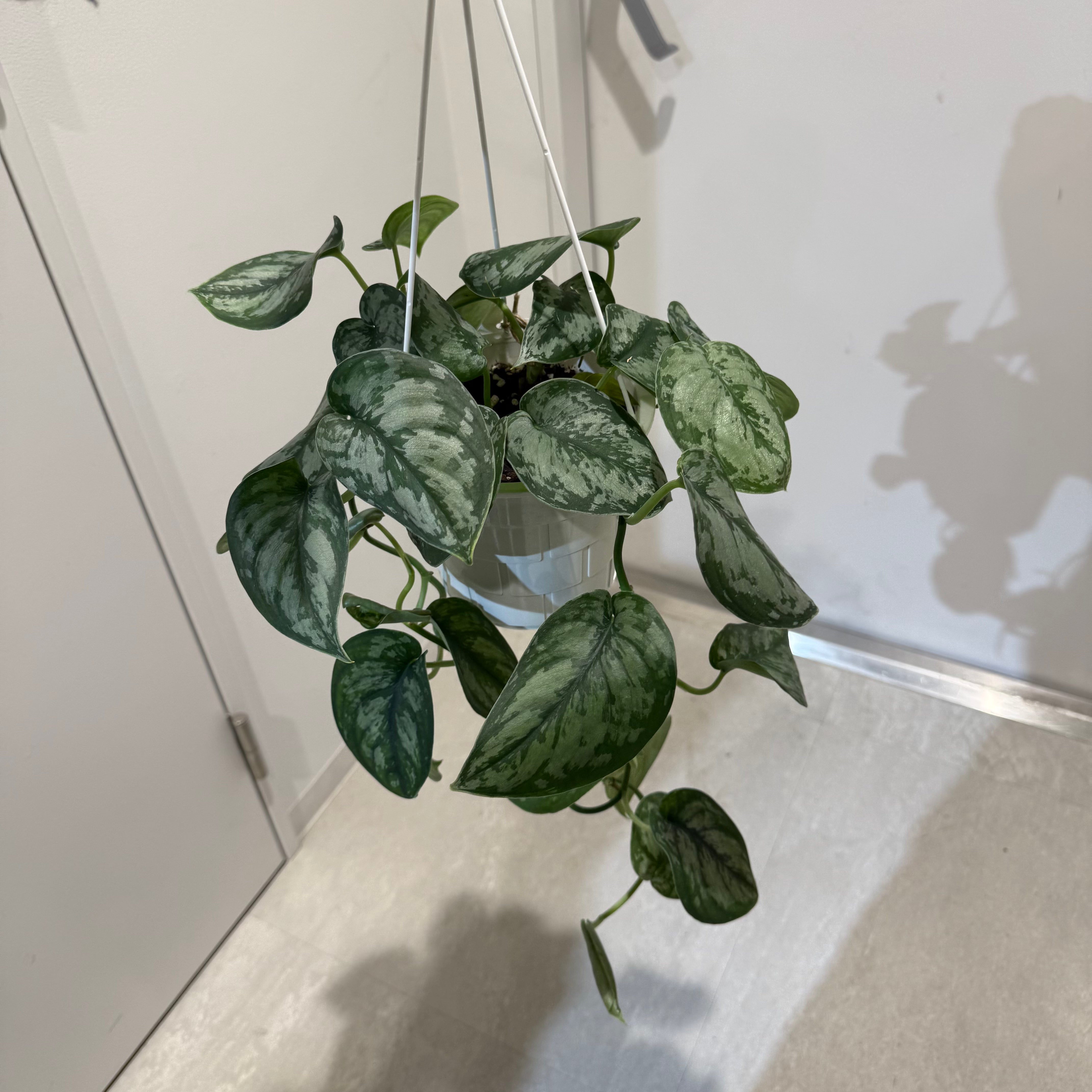 スキンダプサス・トレビー】吊り鉢｜観葉植物｜観葉植物の通販サイト
