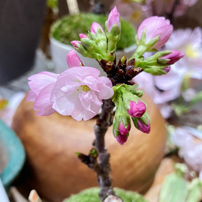 【花が咲き終わったのでお値引き】旭山桜｜Sサイズ｜観葉植物