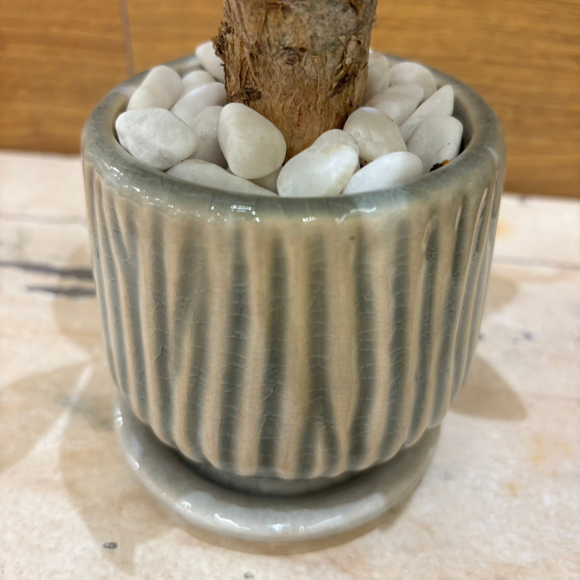 【パキラ】観葉植物 (陶器鉢付き)
