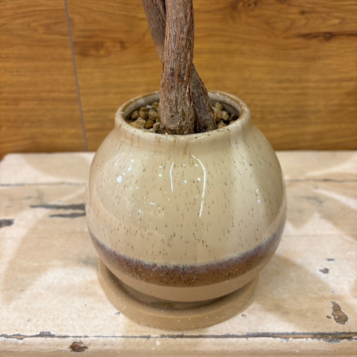 【パキラ】観葉植物 (陶器鉢付き)