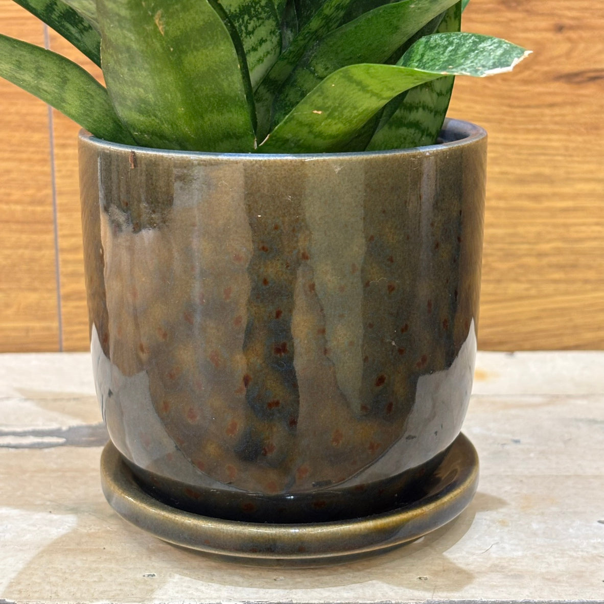 Sansevieria Green Compacta in a small ceramic pot | Houseplant