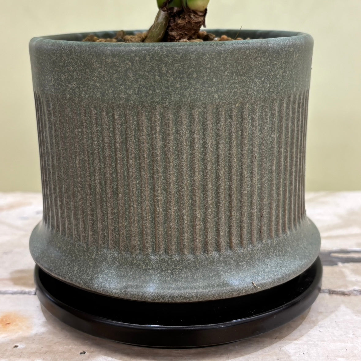 【フィロデンドロン・クッカバラ ‘ライム’】|観葉植物