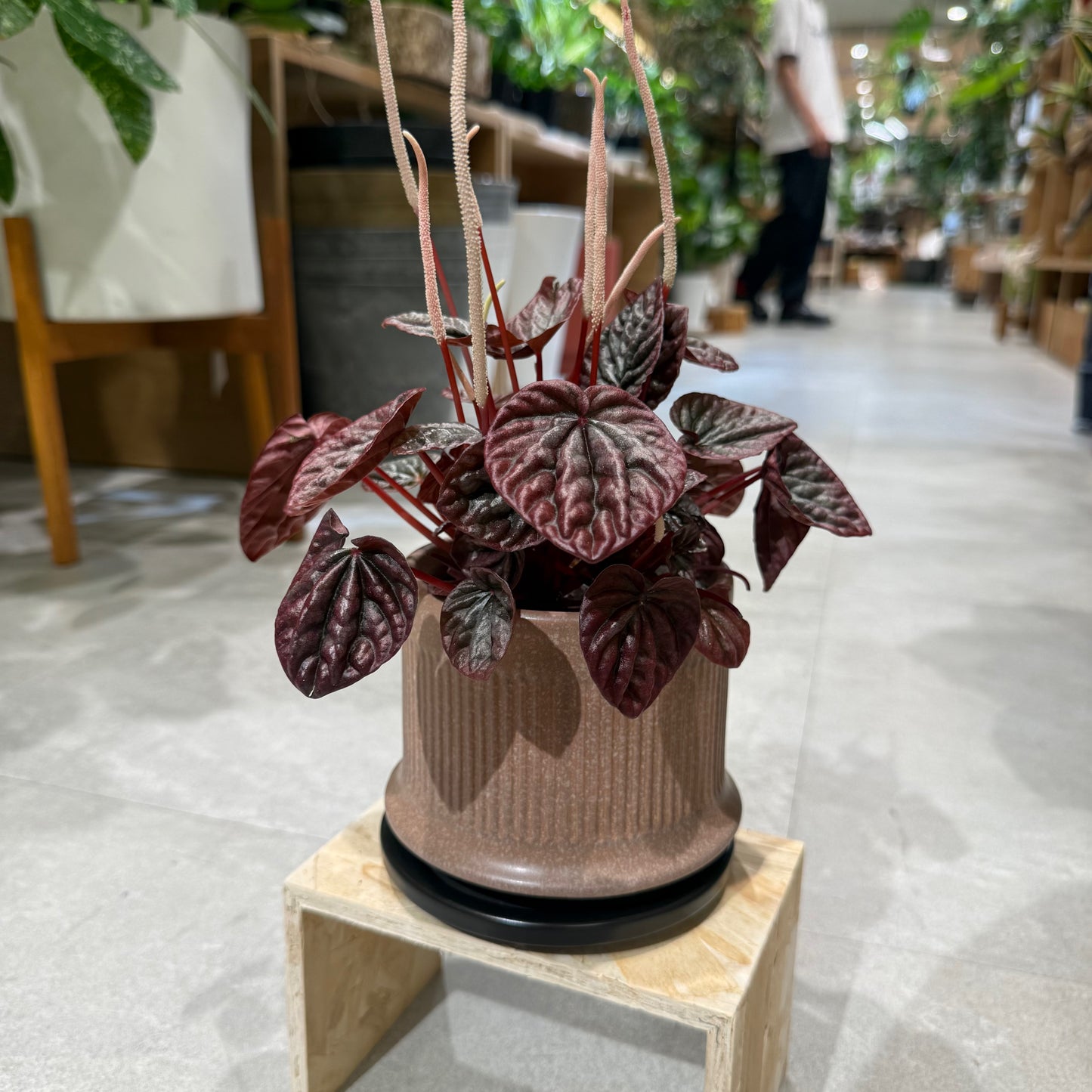 【ペペロミア・バーガンディ】陶器鉢|小型|観葉植物