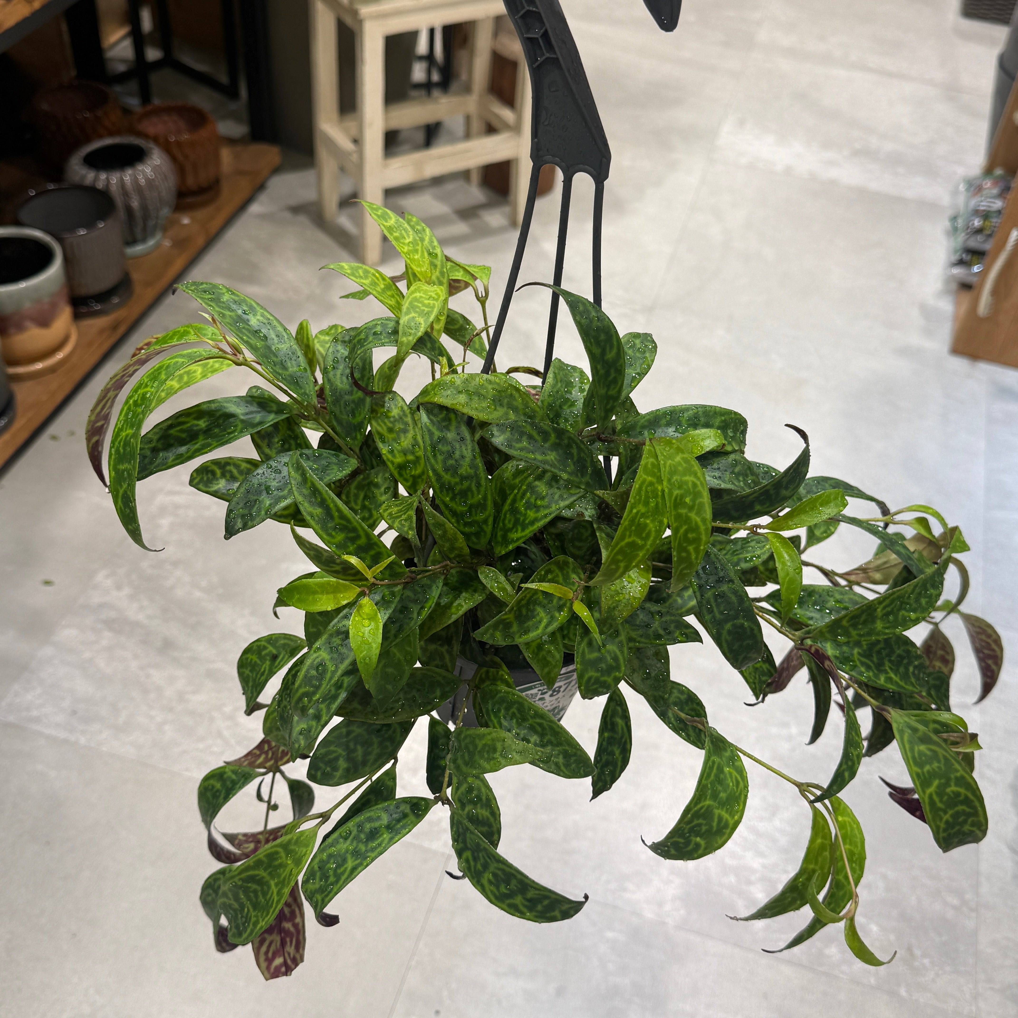 エスキナンサス・マルモラタス】観葉植物(吊り鉢) – hanna