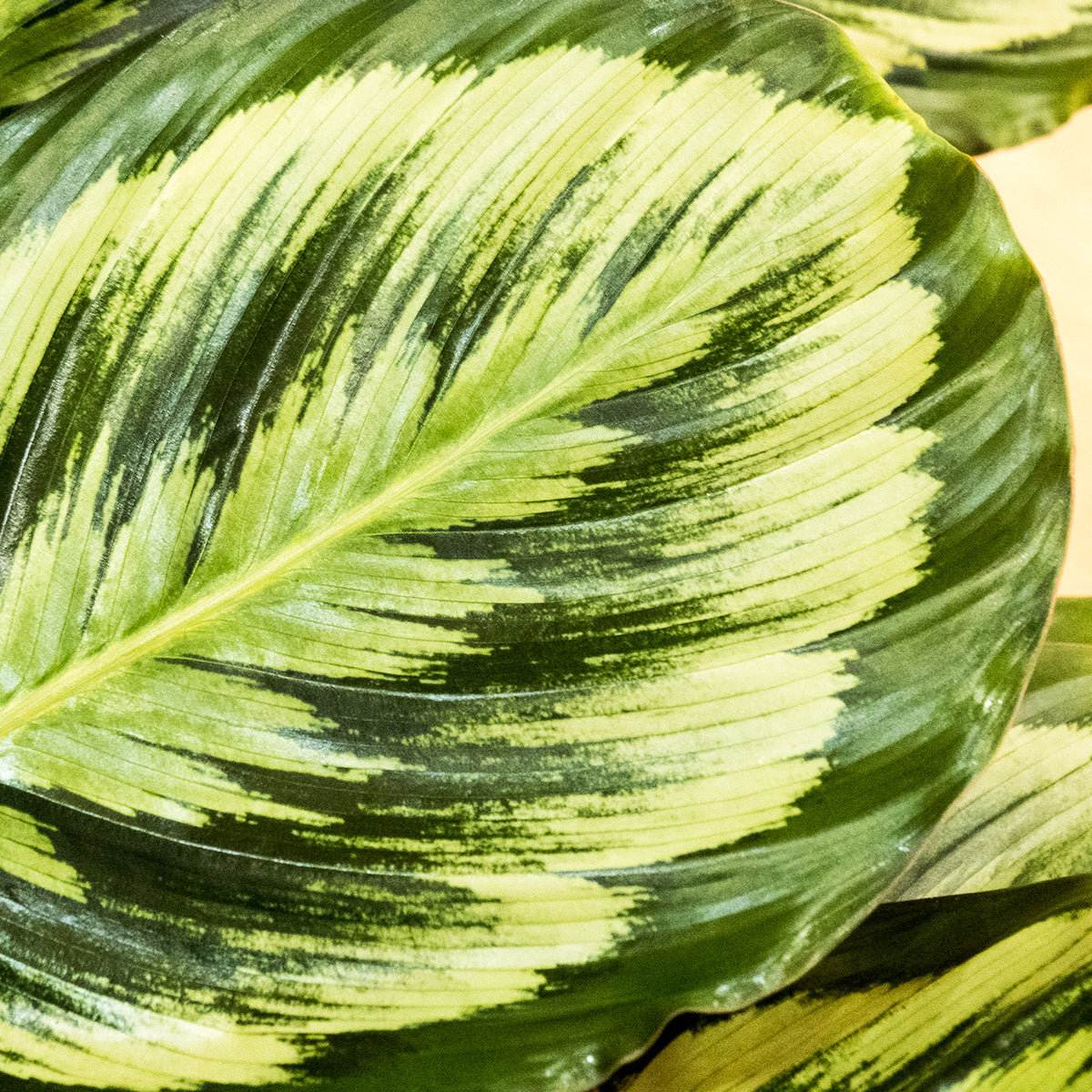 Calathea Medallion V2 in an 8-inch pot | Houseplant