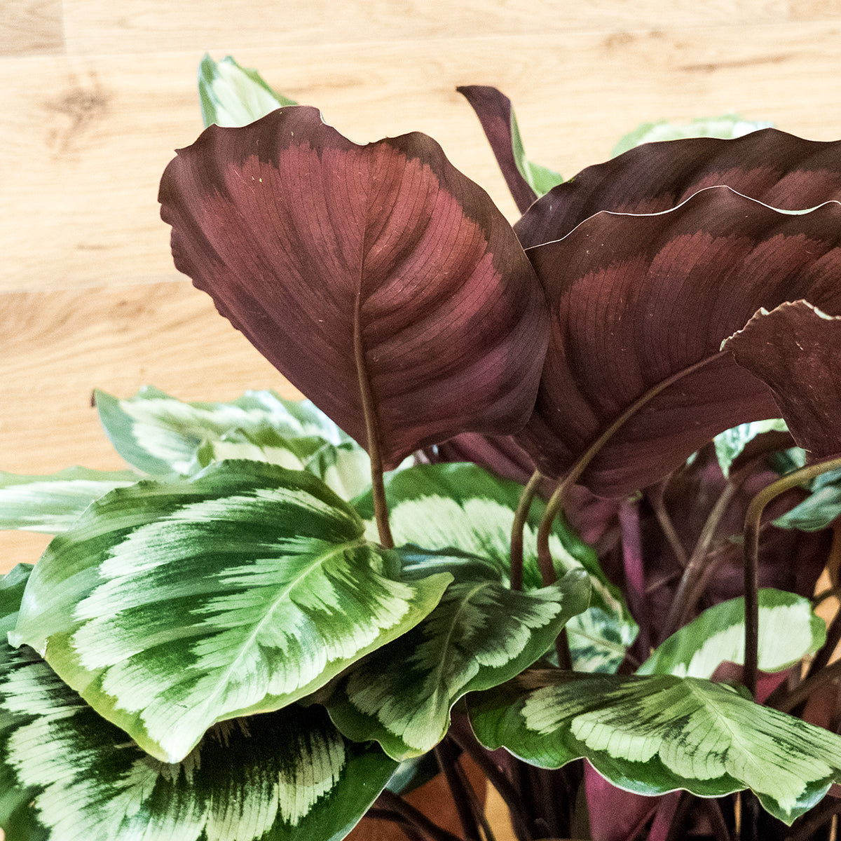 Calathea Medallion V2 in an 8-inch pot | Houseplant