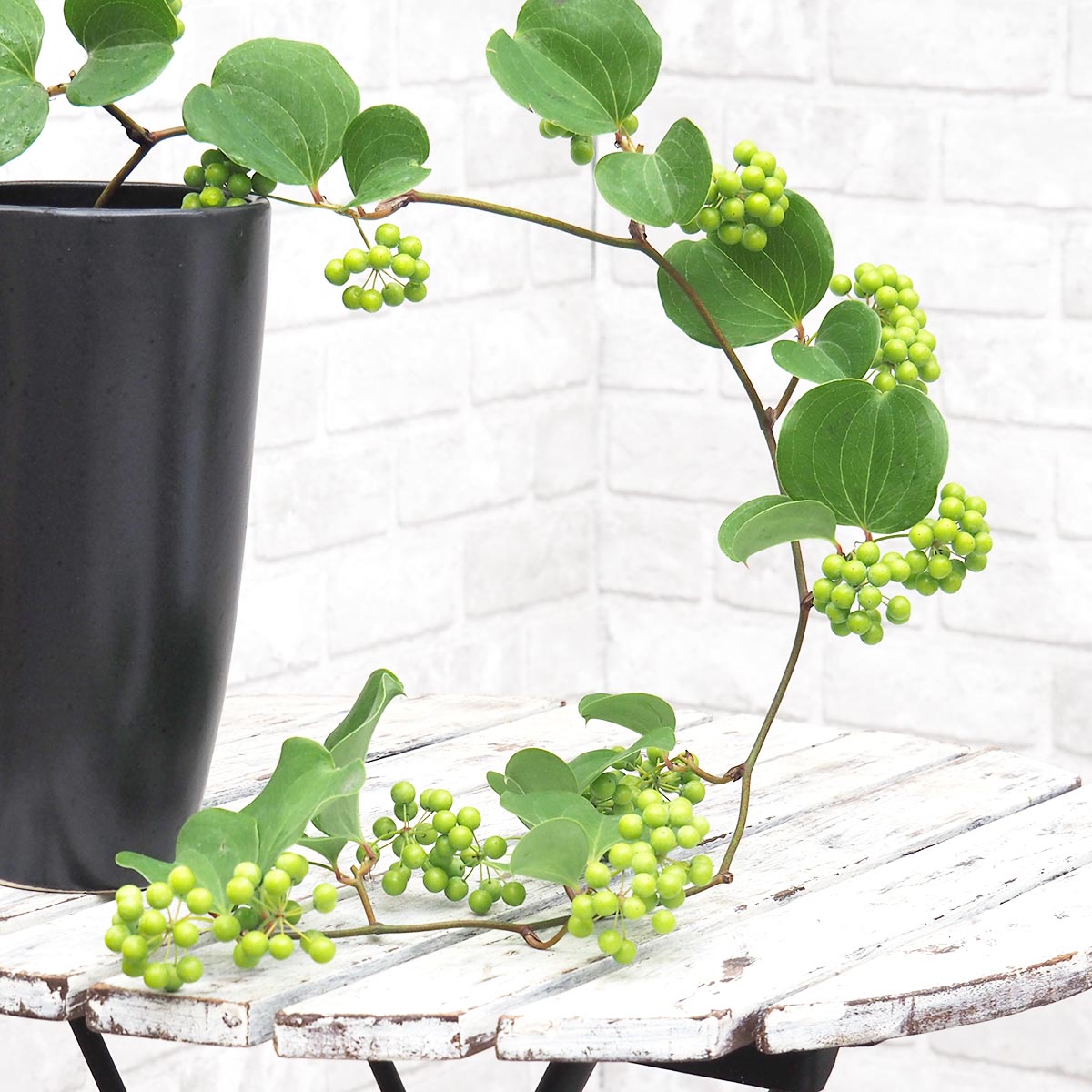 andinia pilosella 枝垂れ系ランシダ植物セット andinia pilosella 枝垂れ系ランシダ植物セット andinia pilosella