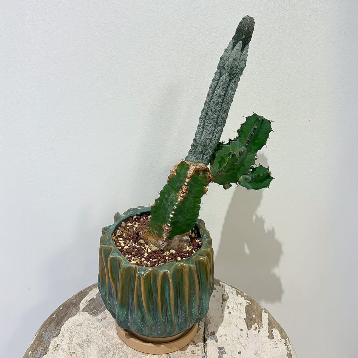 ユーフォルビア アブデルクリ】白い肌の怪しげな植物｜陶器鉢付き