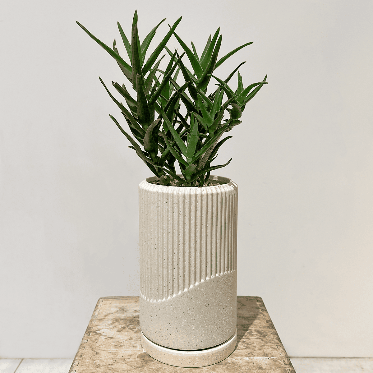 アロエ鉢 アロエ】小型｜観葉植物（陶器鉢付） 観葉植物の通販サイト – hanna
