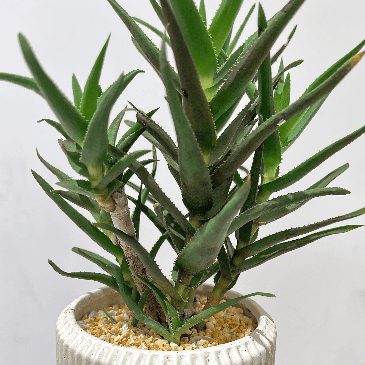 【アロエ】小型|観葉植物(陶器鉢付)