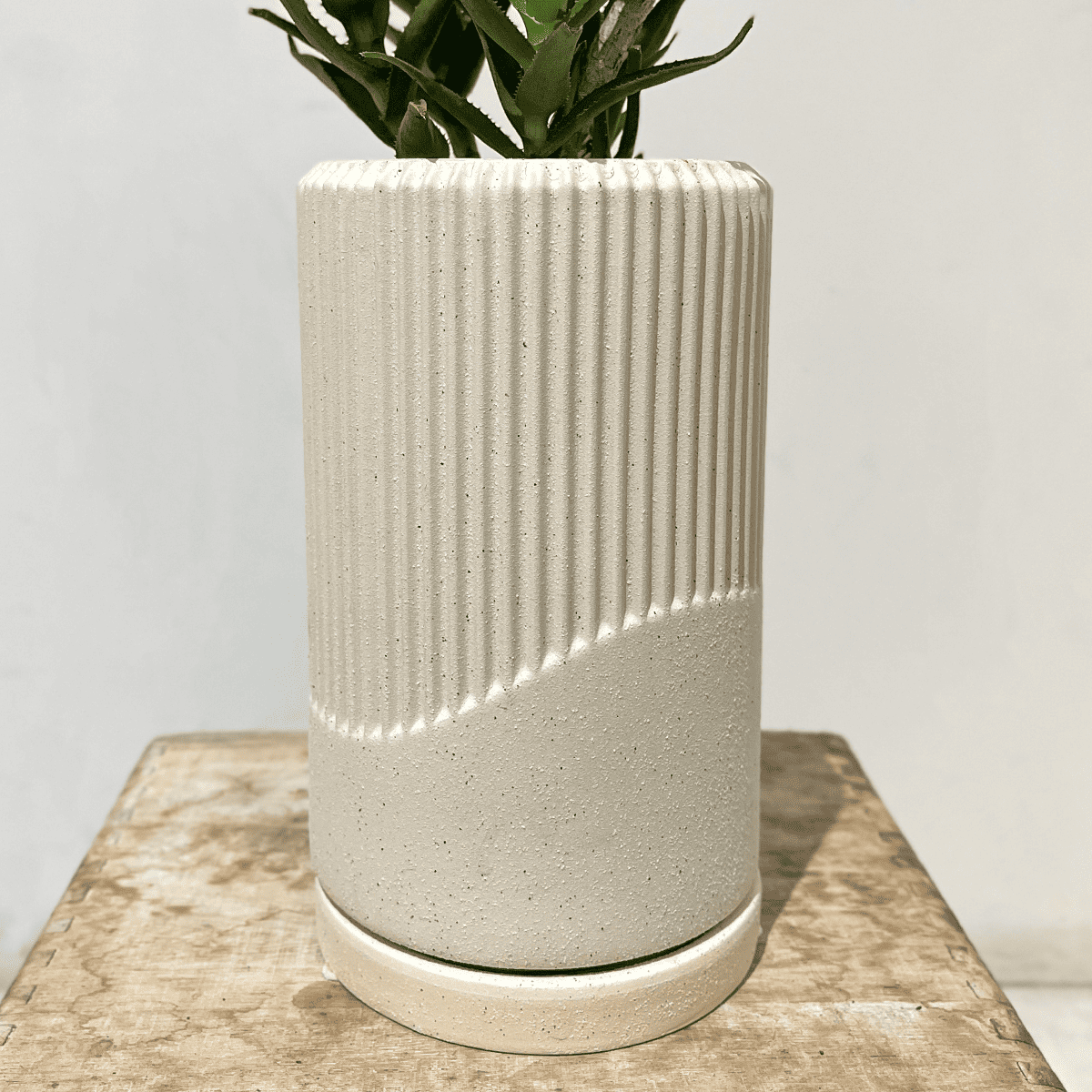 【アロエ】小型|観葉植物(陶器鉢付)