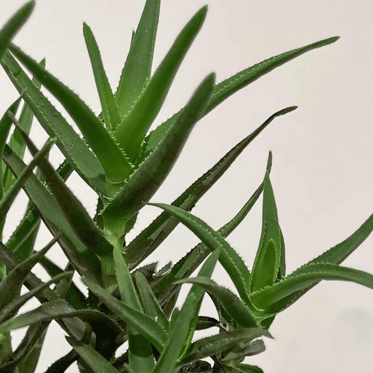 【アロエ】小型|観葉植物(陶器鉢付)