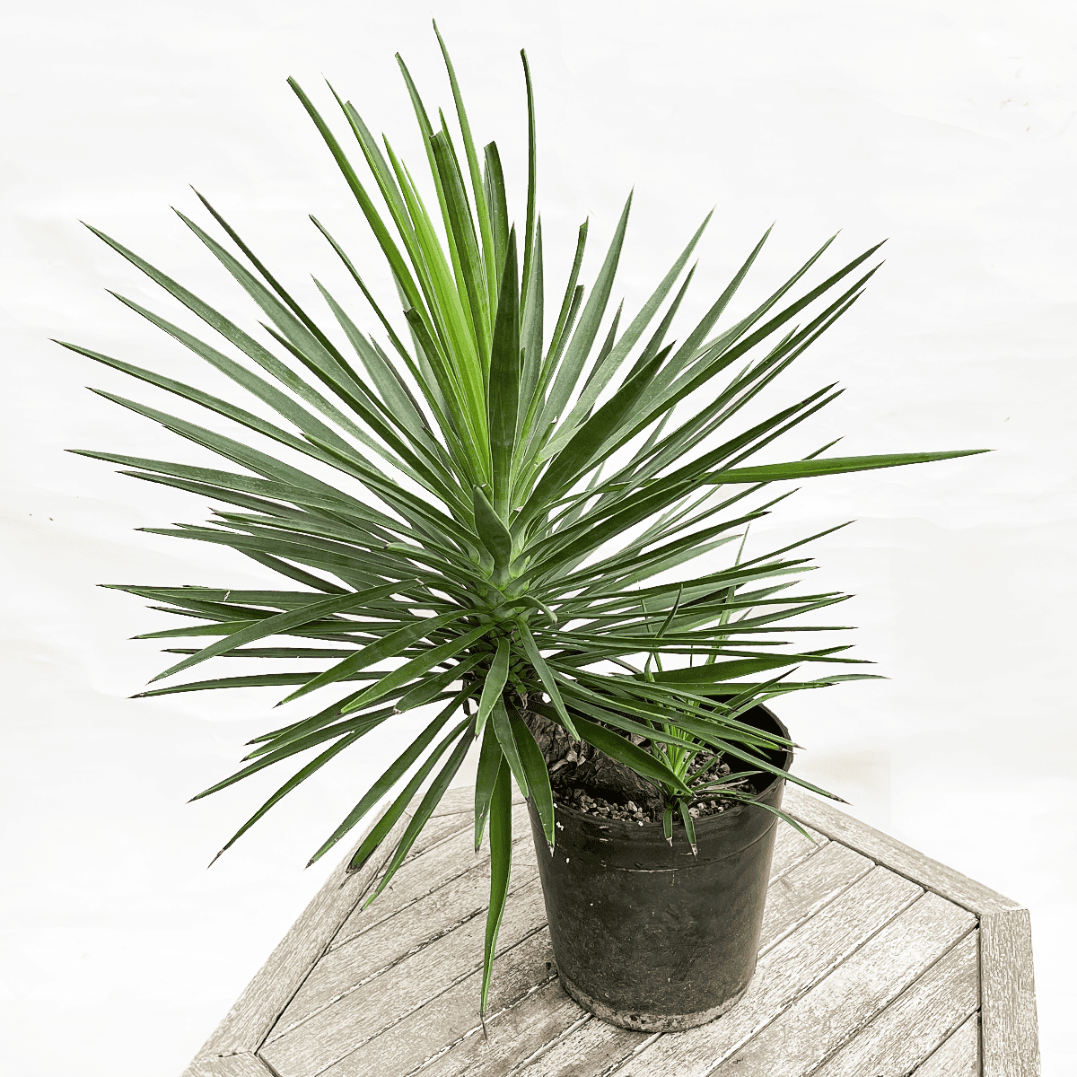 ユッカアロイフォリア】発根株 ドライガーデンにおすすめ!簡単管理! ユッカアロイフォリア】発根株 ドライガーデンにおすすめ!簡単管理!