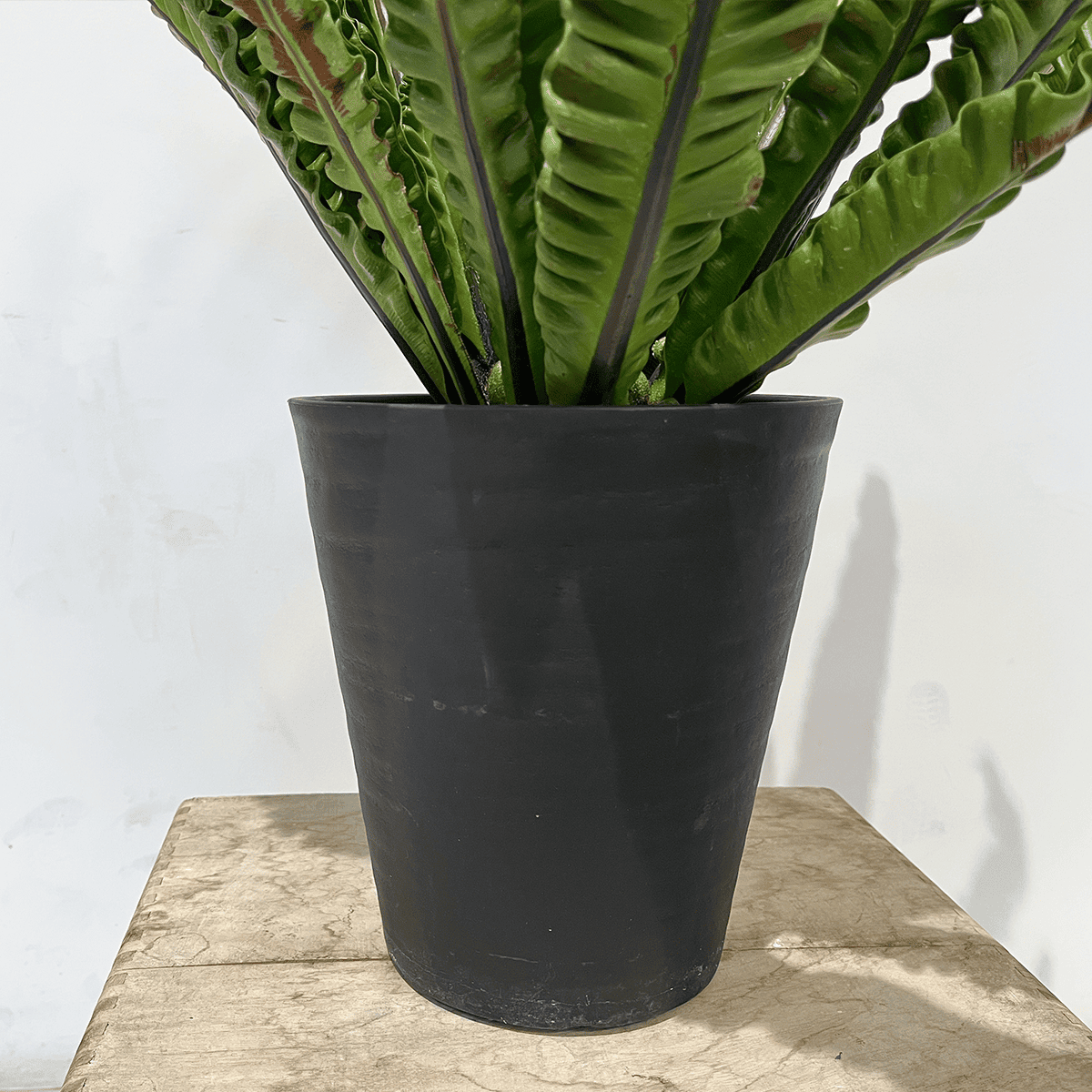 【タニワタリ①】観葉植物