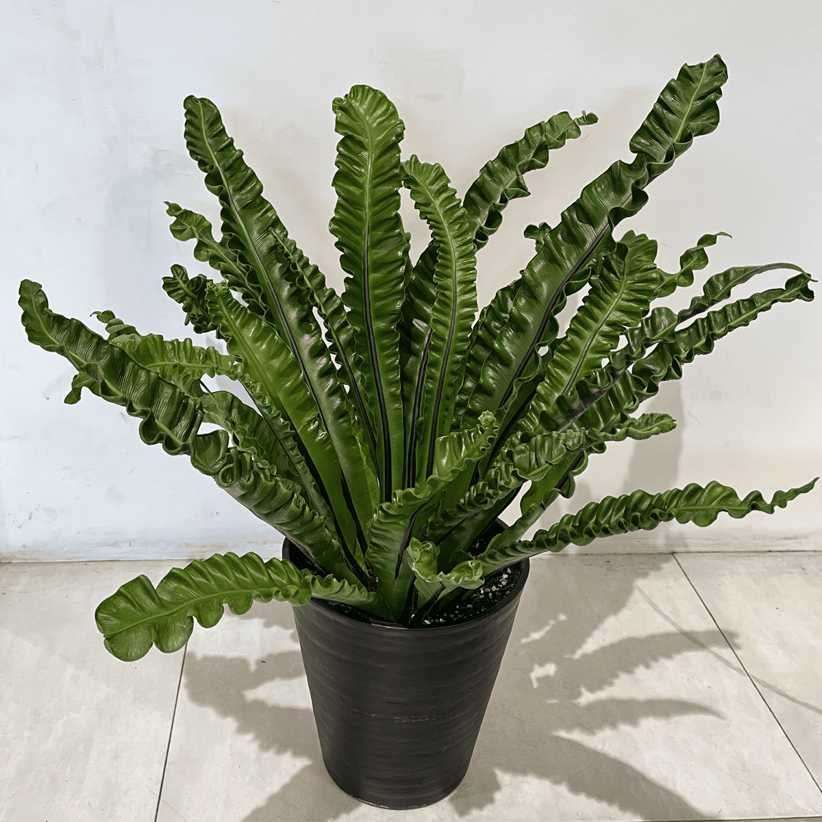 タニワタリ②】観葉植物｜観葉植物の通販サイト – hanna